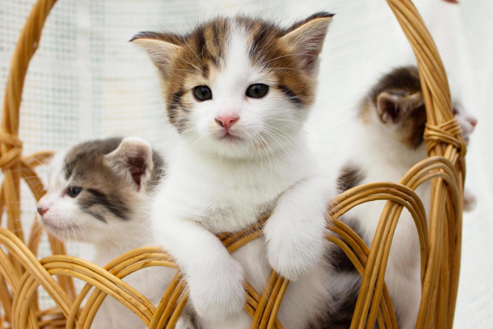 Adorable Kitten Basket Wall Art