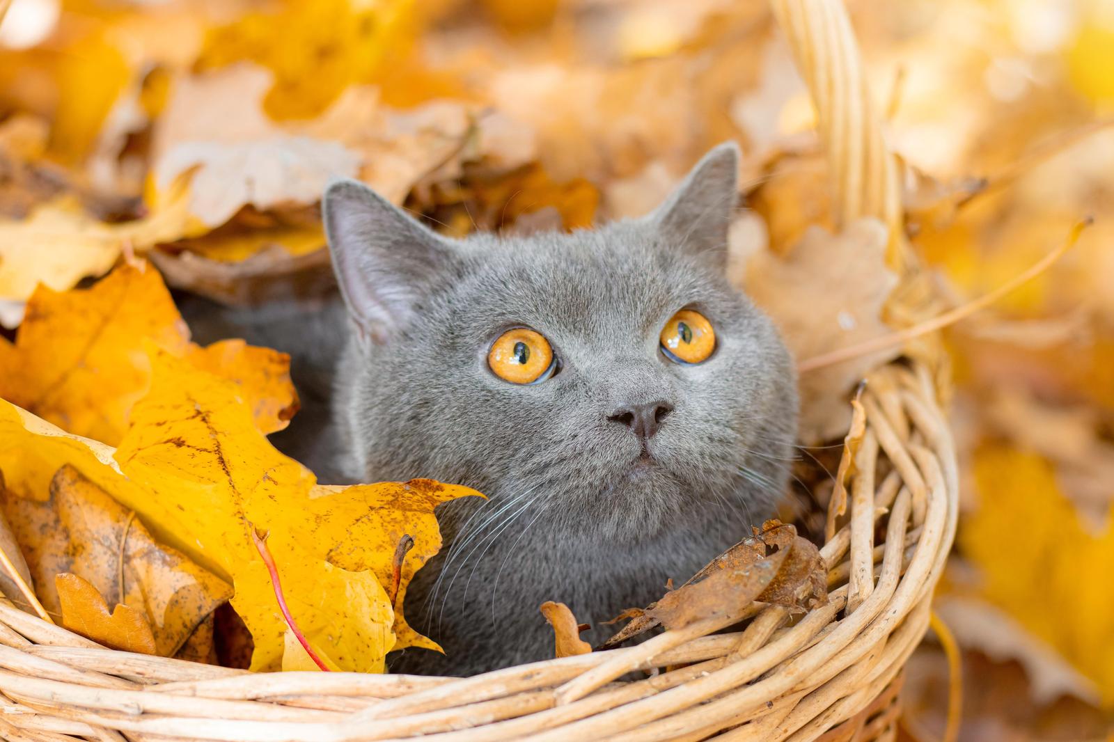 Adorable Gray Cat in Autumn Leaves Wall Art