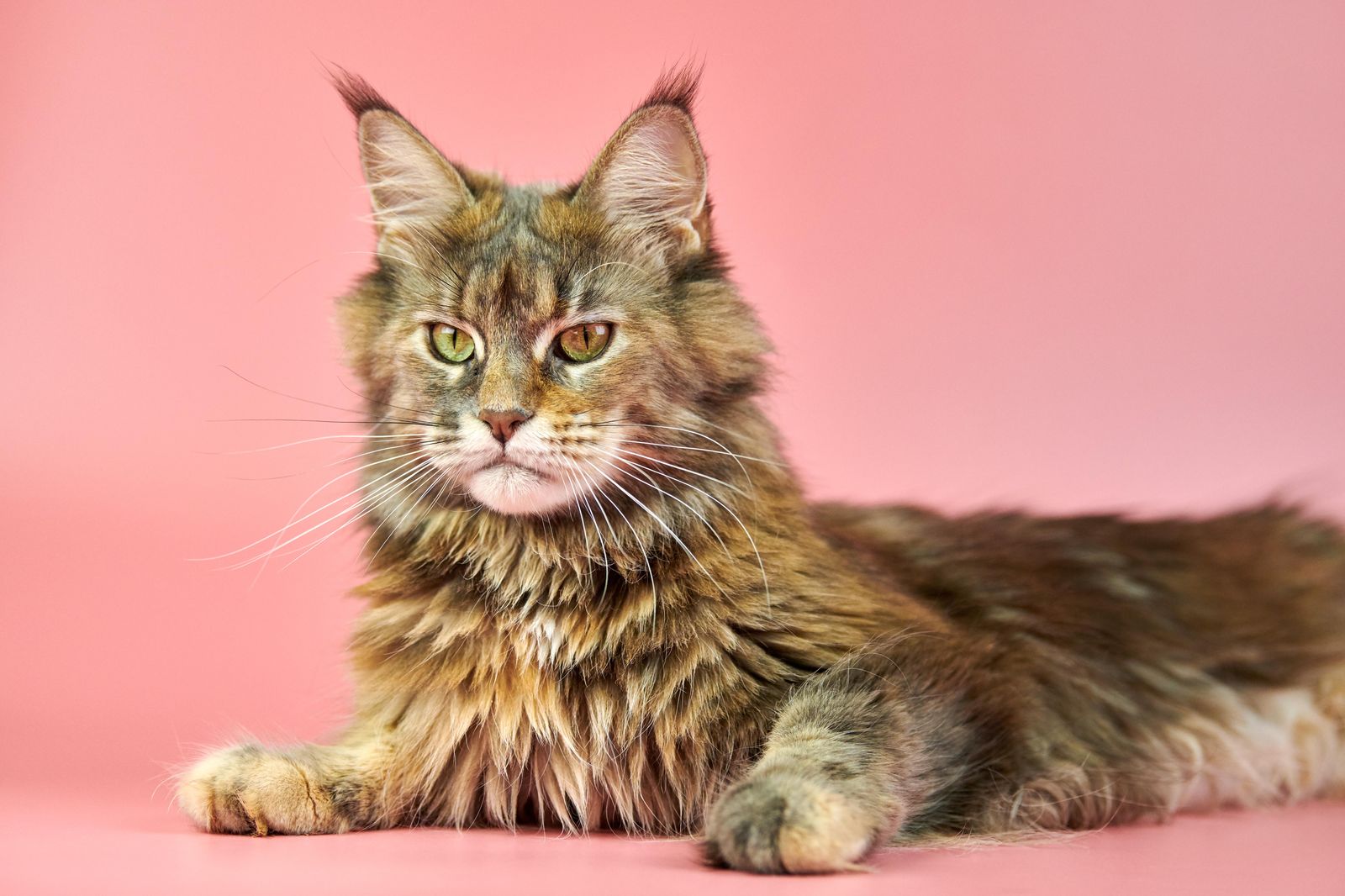 Majestic Maine Coon Cat Portrait Wall Art