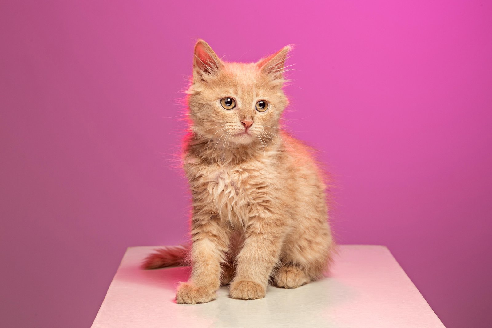 Adorable Ginger Kitten Pop Art Wall Art