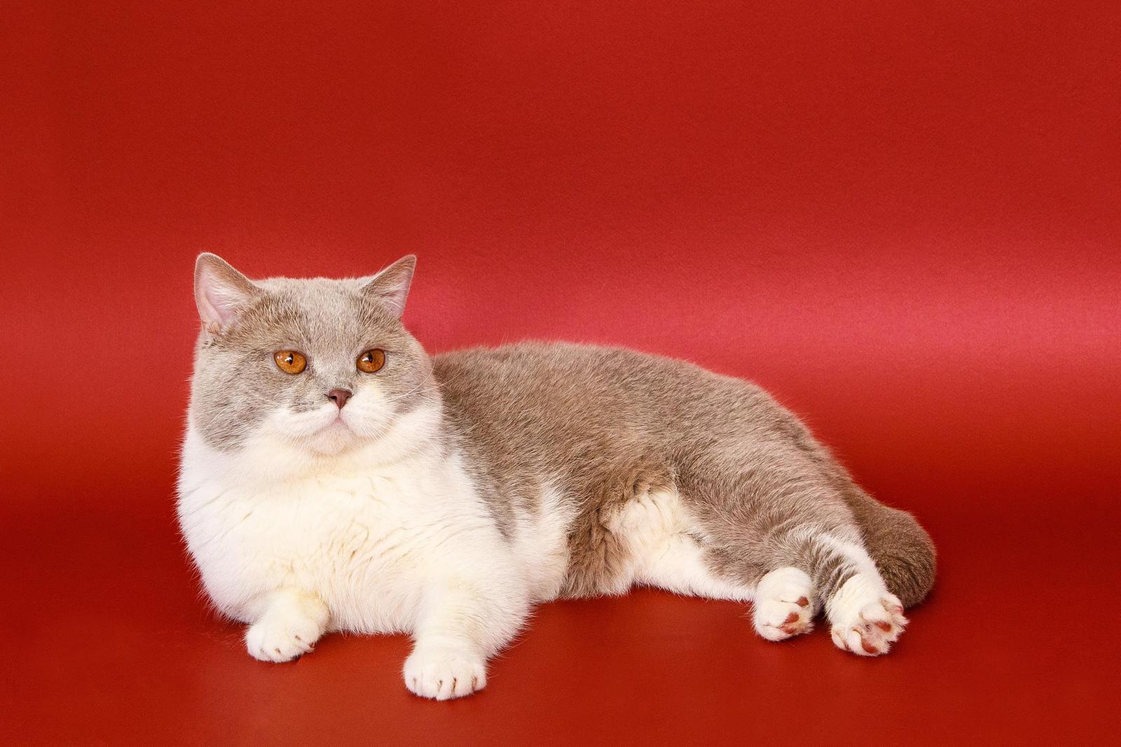 Majestic British Shorthair Cat on Red Wall Art
