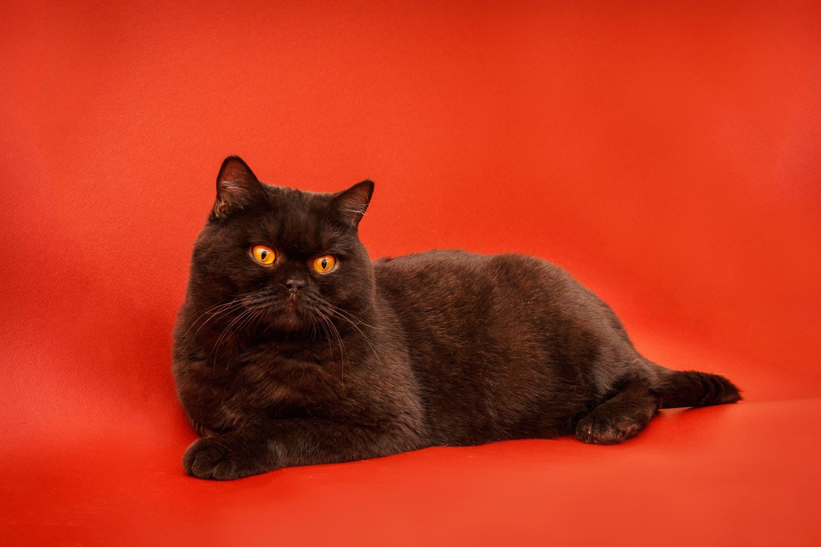 Majestic Black Cat Orange Eyes Wall Art