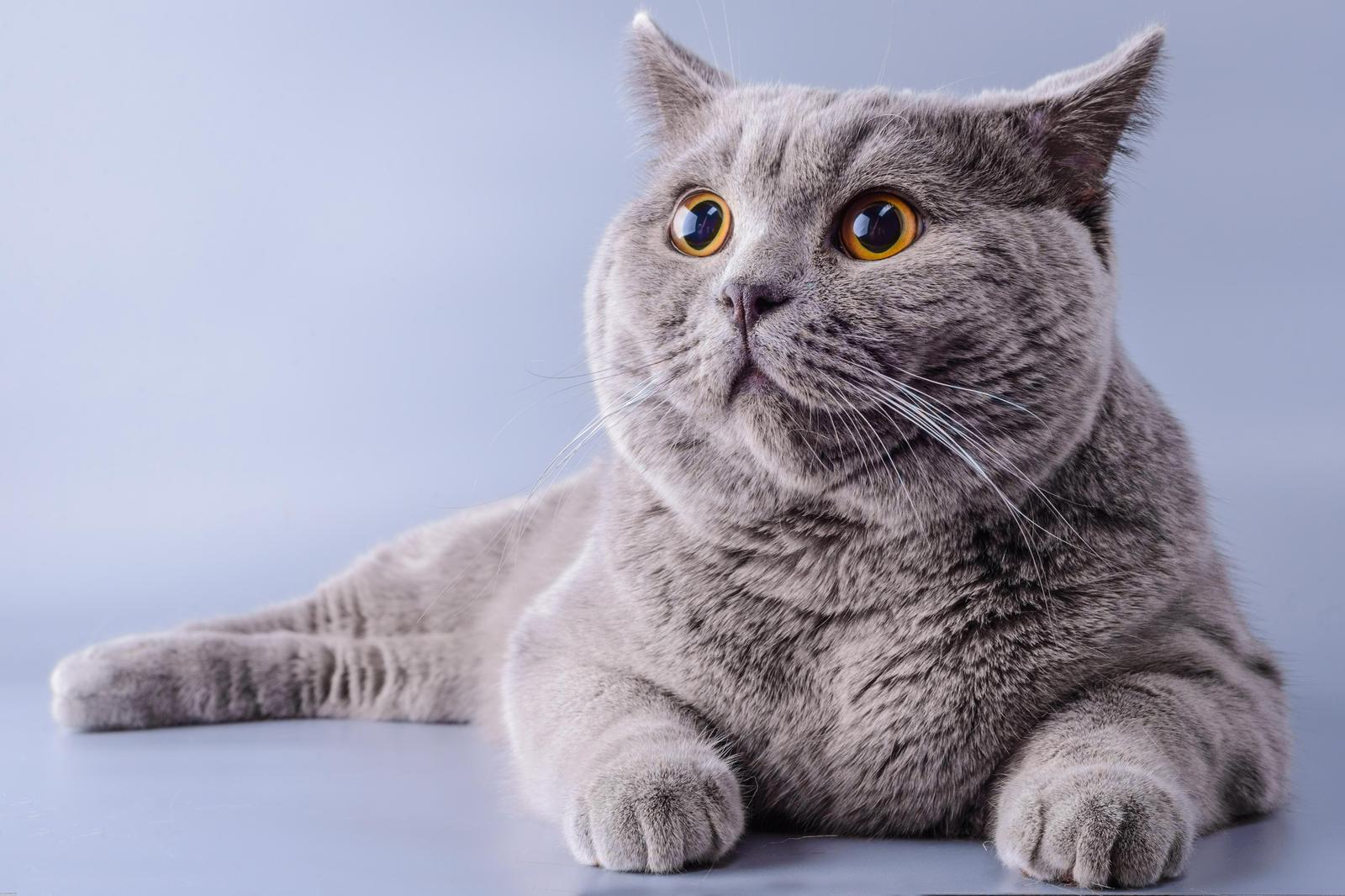 Charming British Shorthair Cat Wall Art