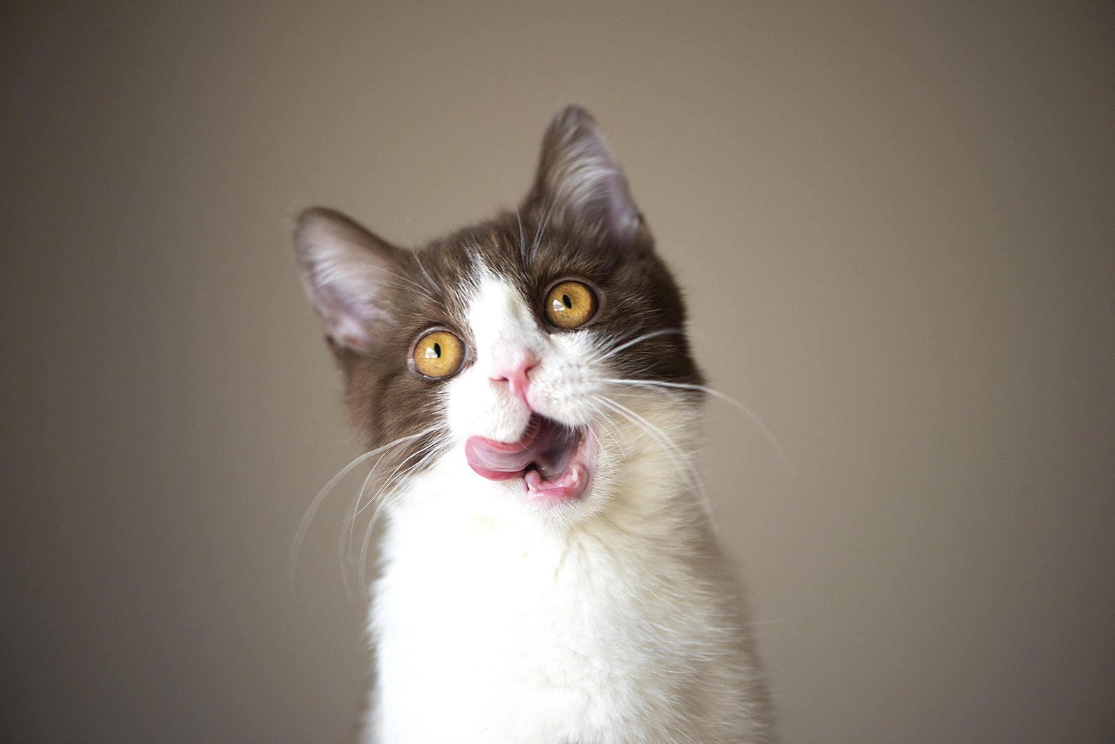 Playful Kitten Licking Lips Wall Art