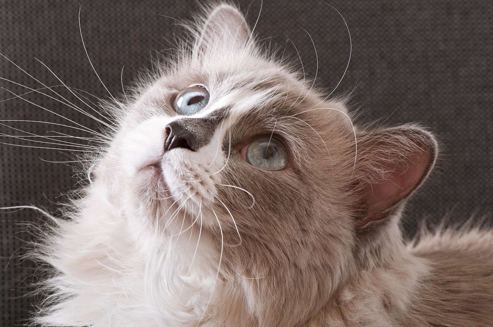 Captivating Cat Blue Eyes Wall Art