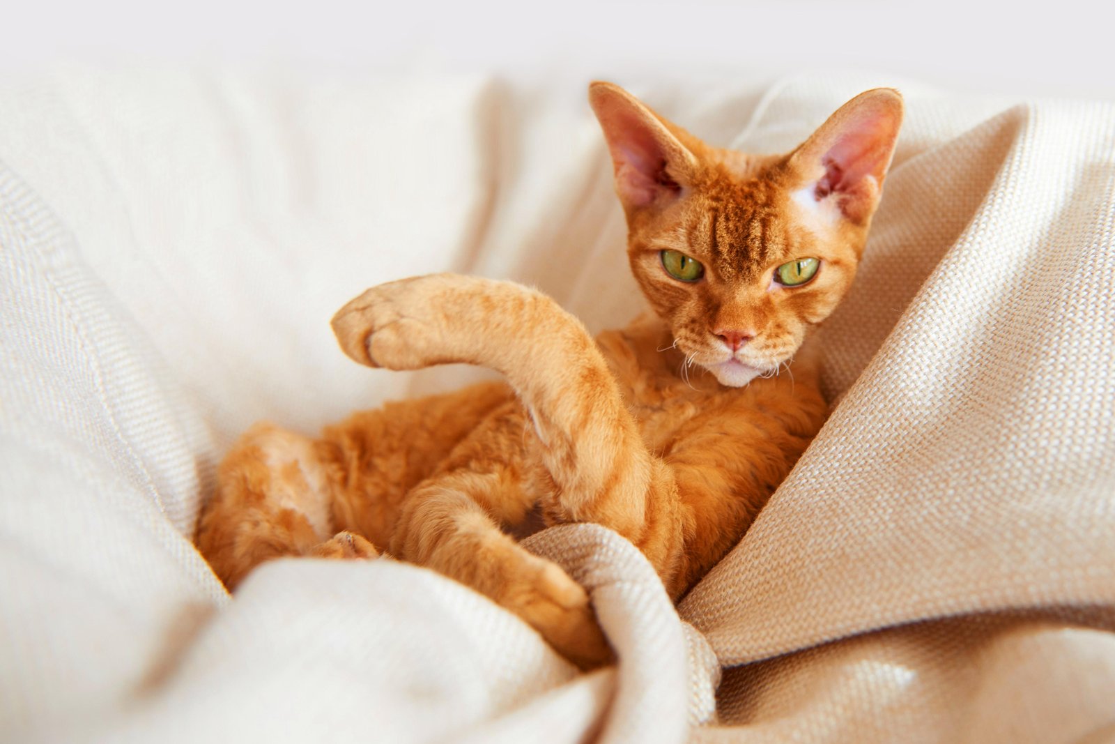 Majestic Ginger Cat's Gaze Wall Art