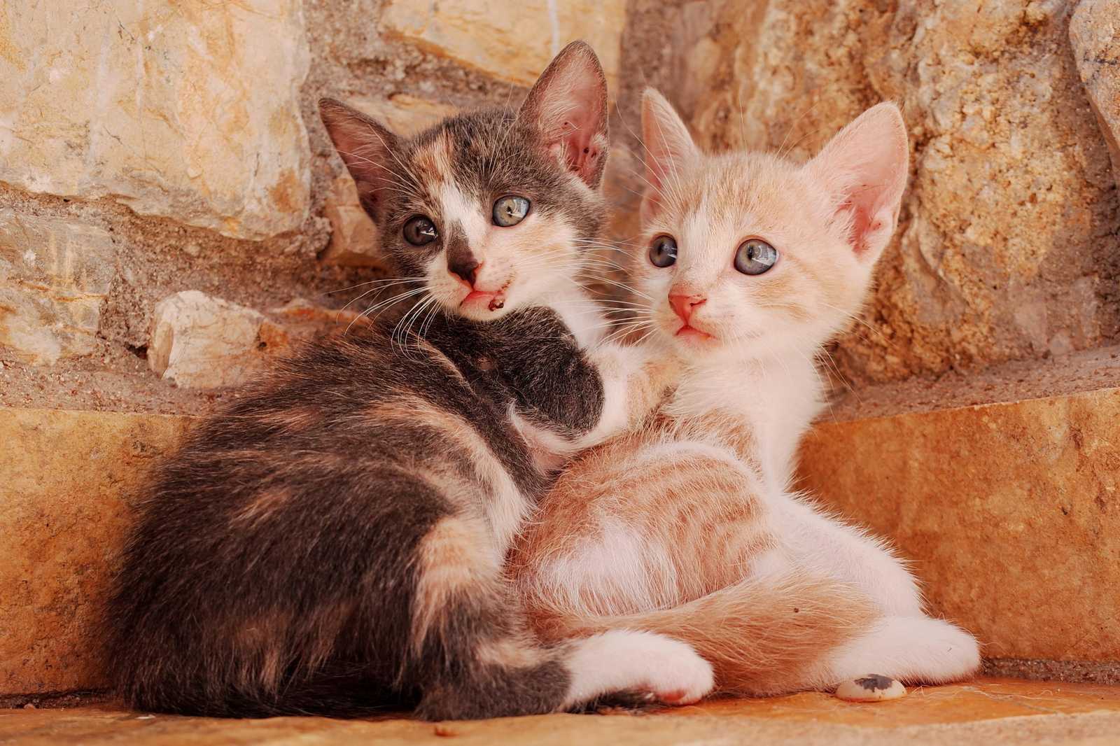 Adorable Kitten Duo Cute Pet Wall Art