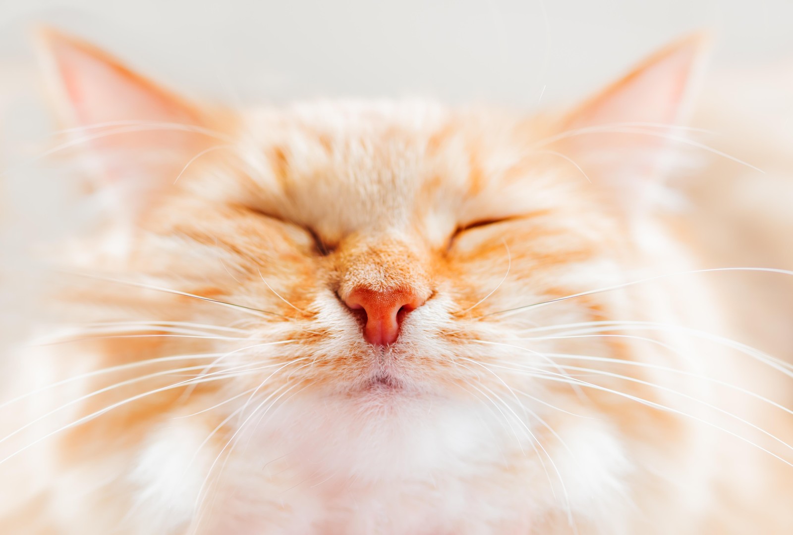 Peaceful Orange Cat Zen Face Wall Art