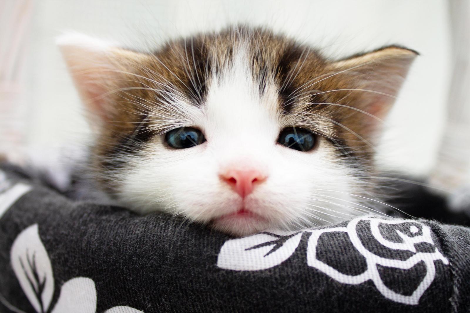 Adorable Kitten Face Wall Art