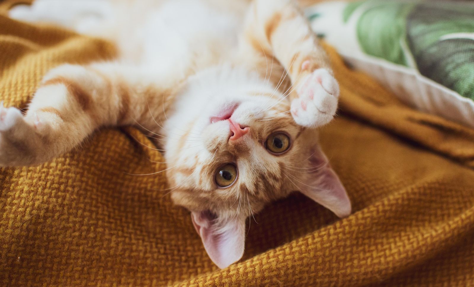Playful Ginger Kitten Cute Pet Wall Art