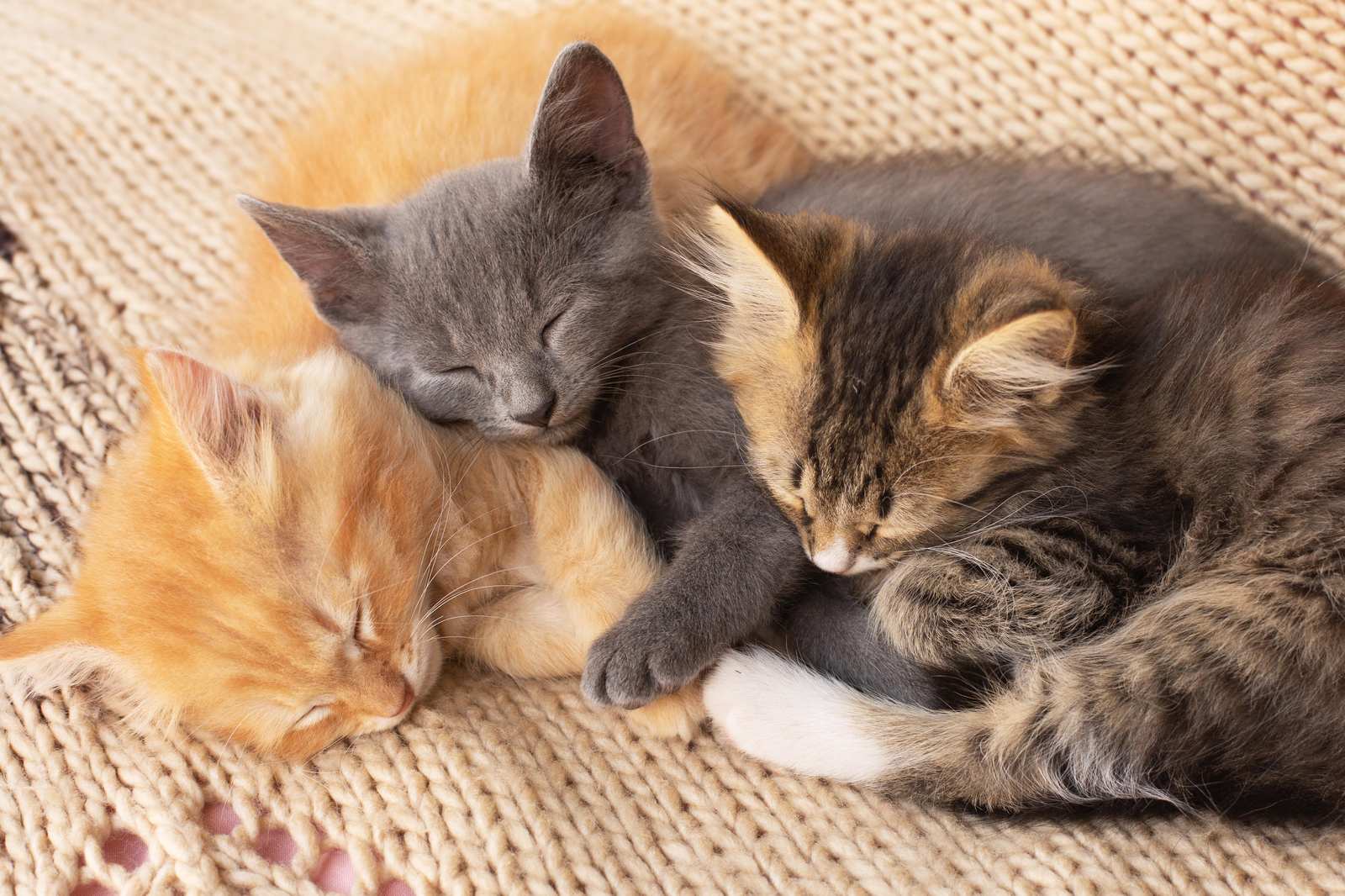 Adorable Sleeping Kittens Cozy Comfort Wall Art