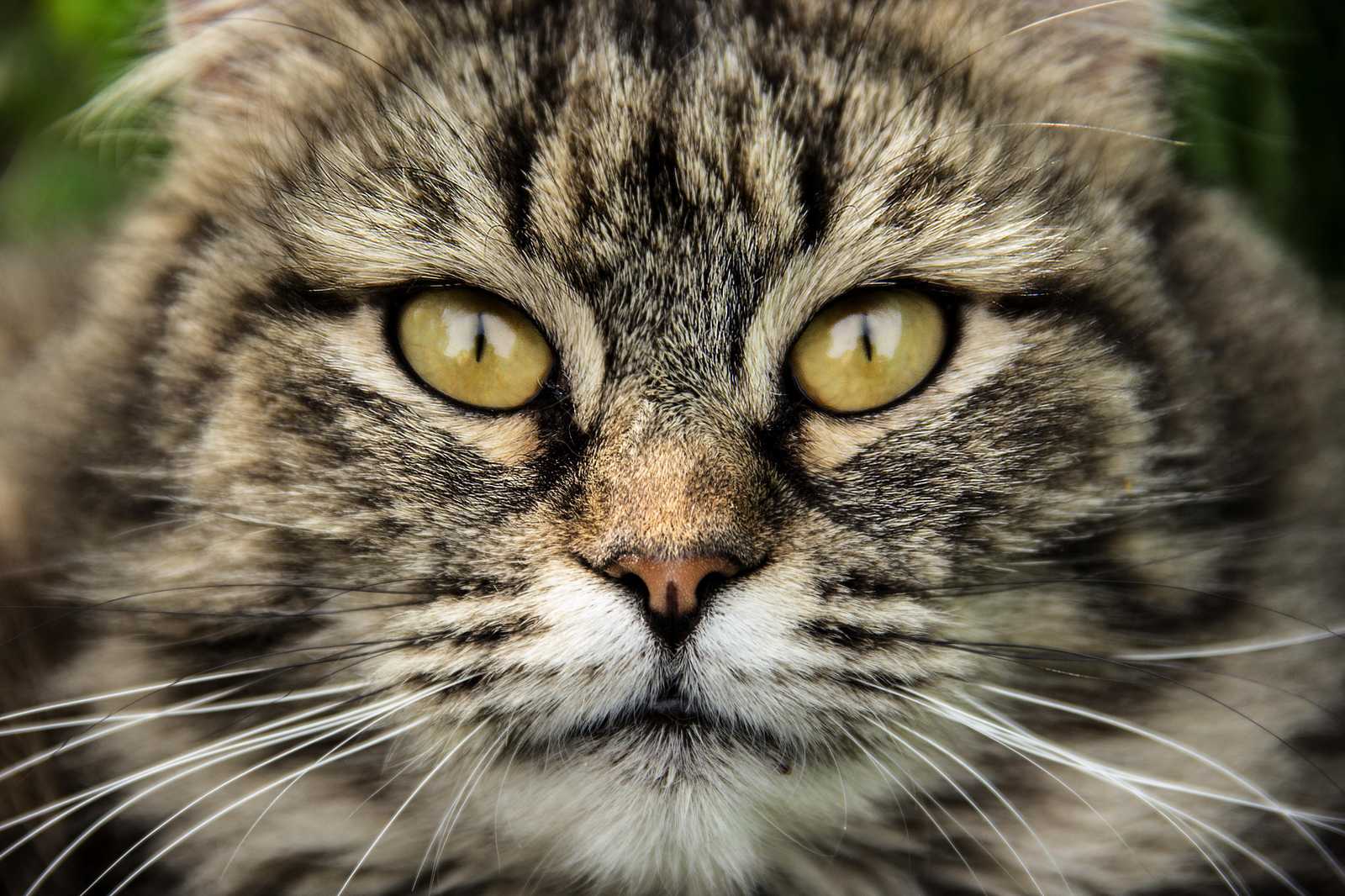 Captivating Tabby Cat Eyes Wall Art
