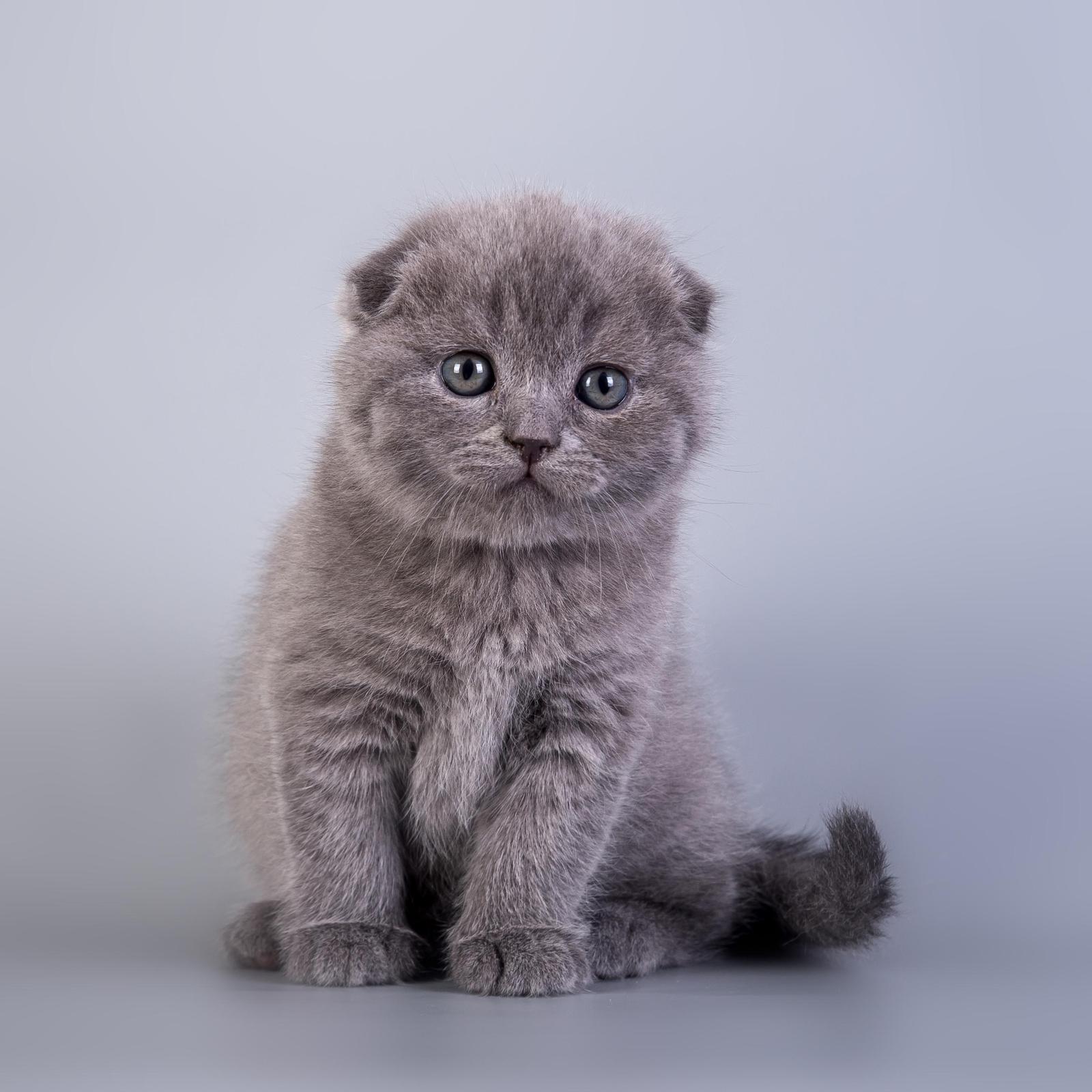 Adorable Grey Kitten Portrait Wall Art