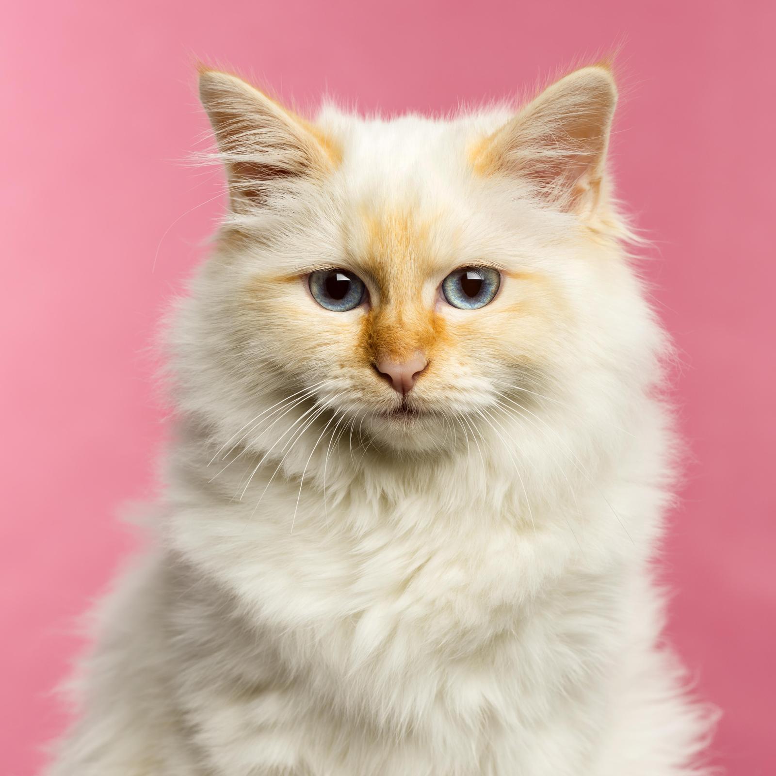 Stunning Blue Eyed Cat Portrait Wall Art