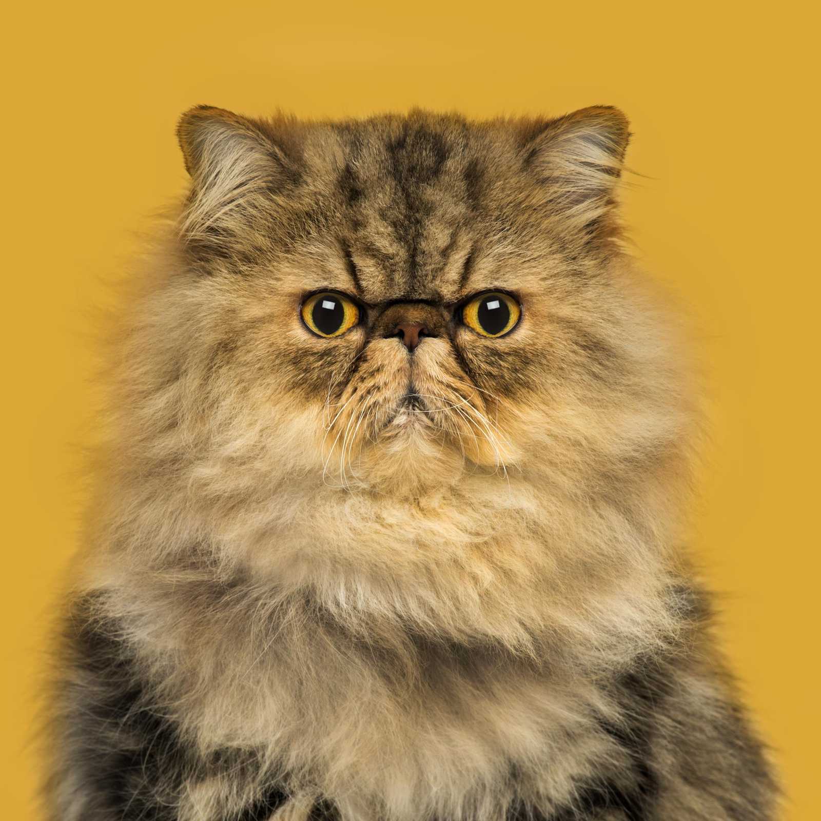 Majestic Persian Cat Portrait Wall Art