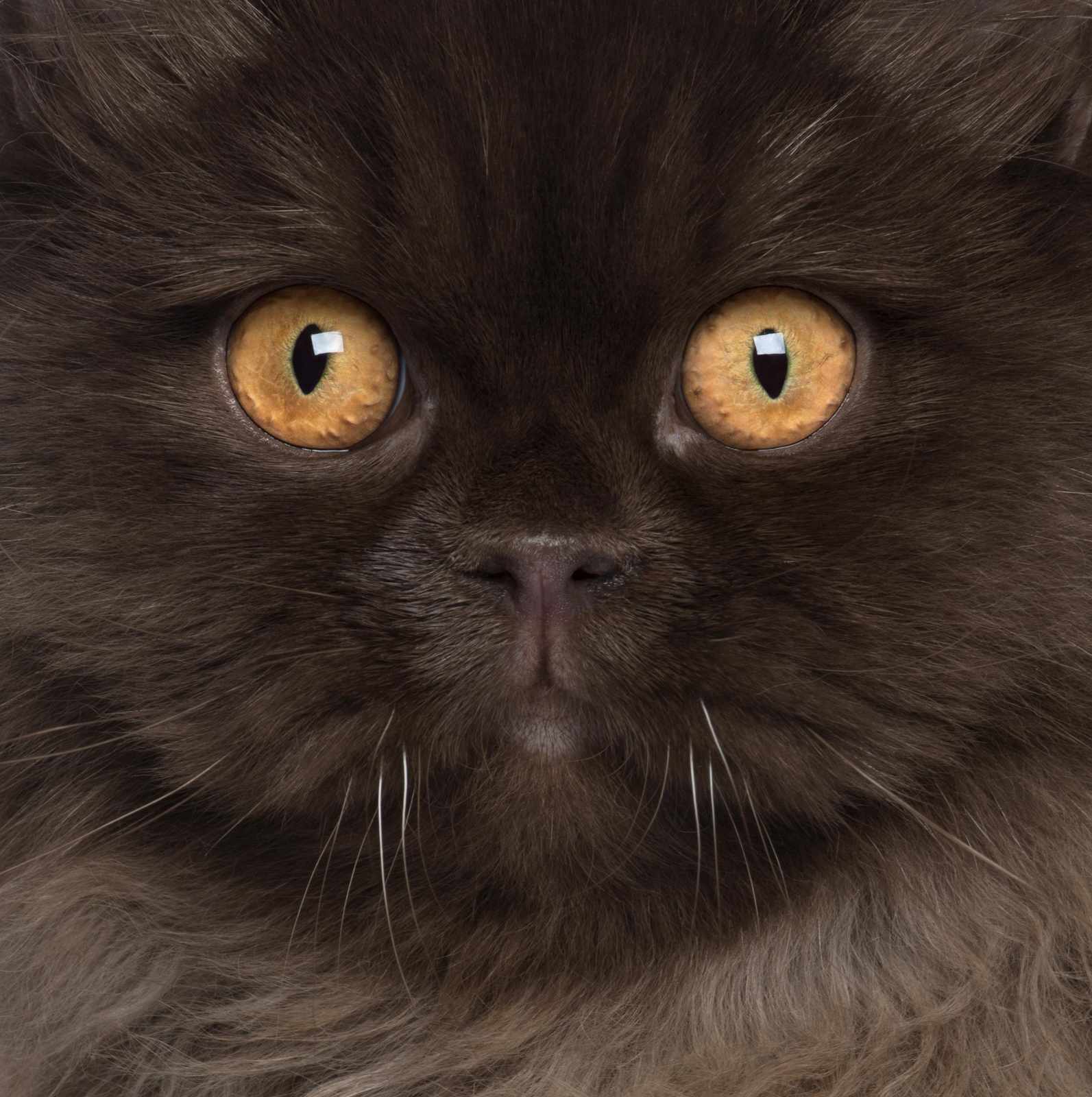 Mystic Brown Cat Eyes Wall Art Wall Art