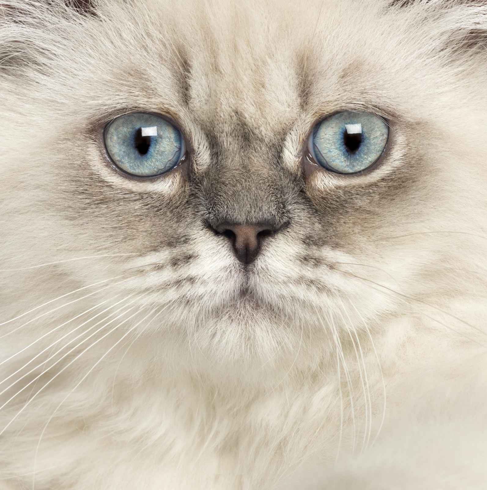 Mesmerizing Blue Eyes Cat Face Wall Art