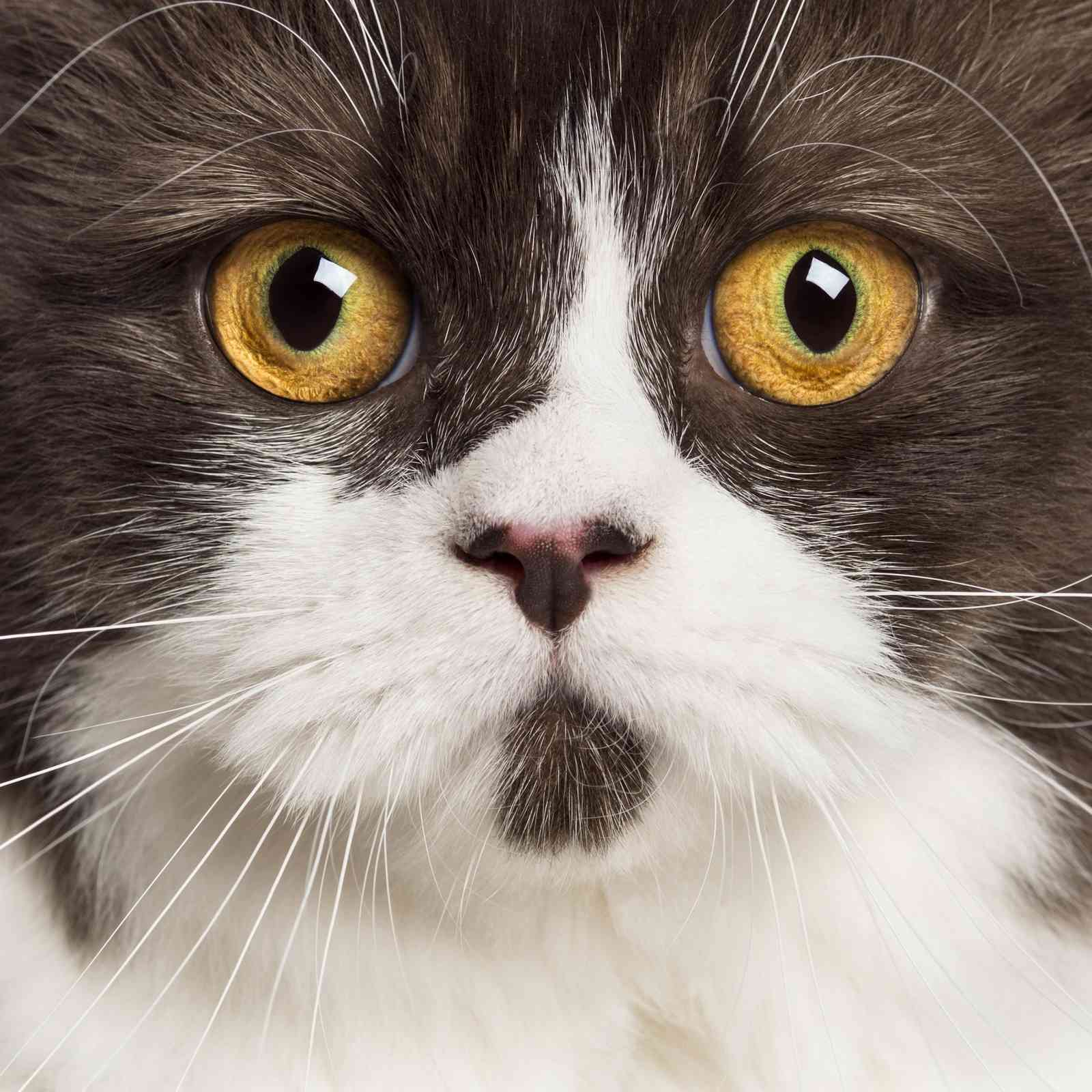 Majestic Cat Eyes & Whiskers Wall Art