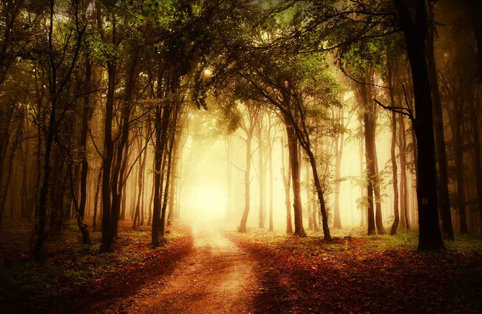 Misty Forest Path Wall Art