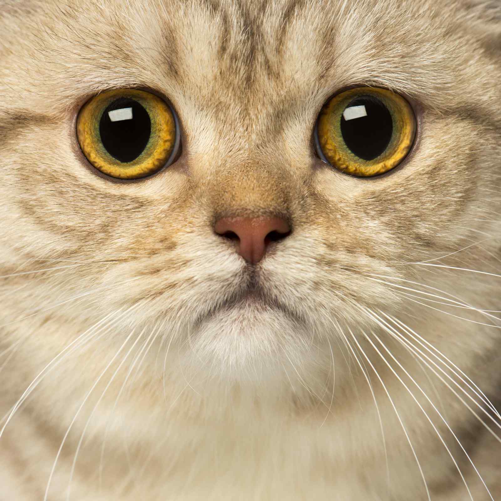 Majestic Golden-Eyed Cat Close-Up Wall Art
