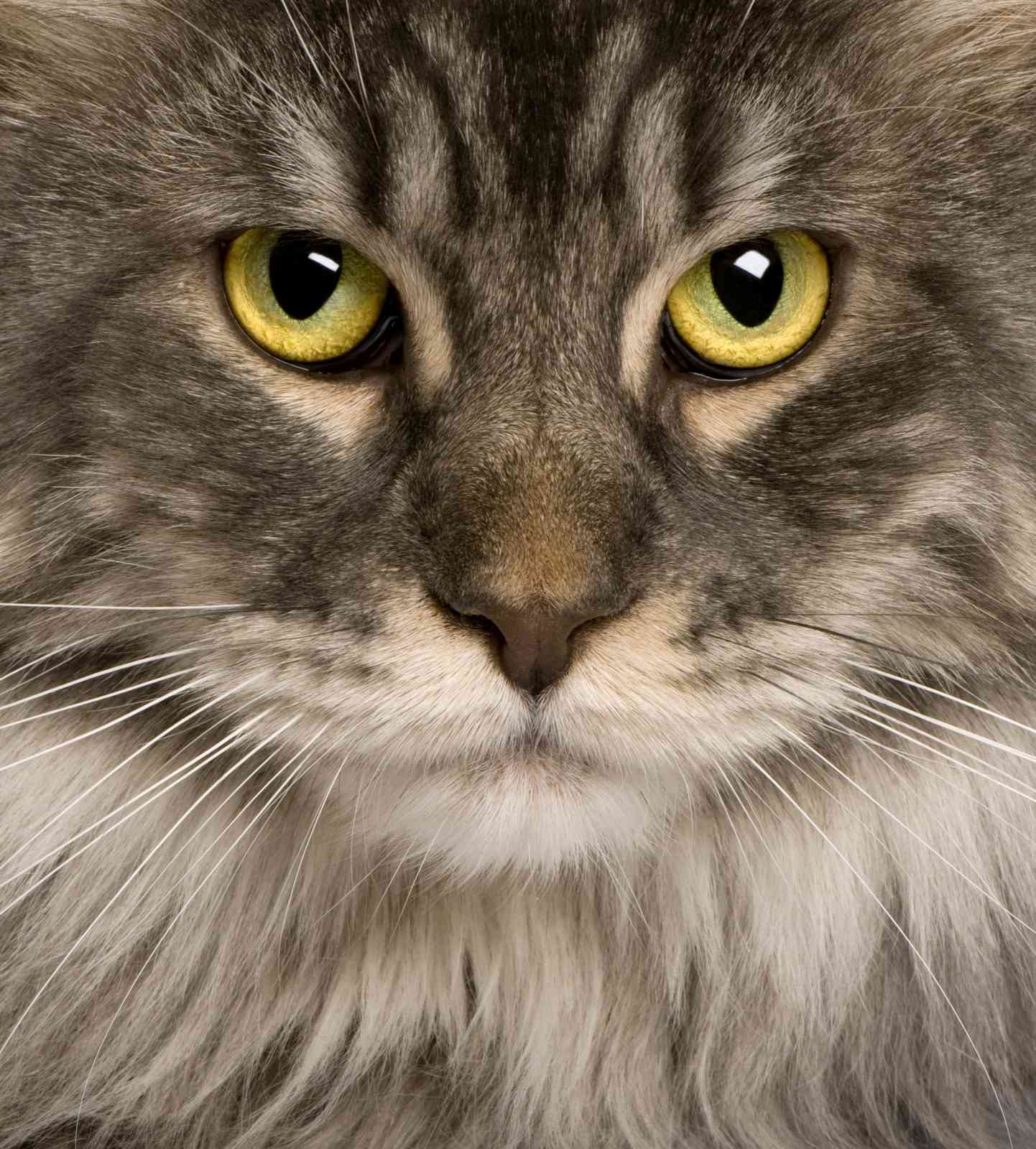 Majestic Maine Coon Cat Eye Portrait Wall Art