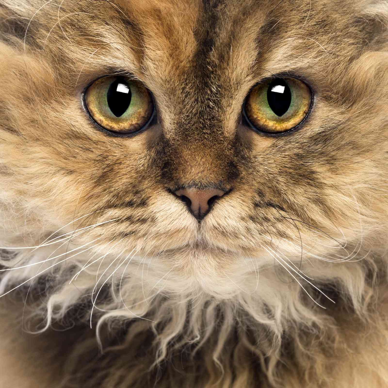 Majestic Feline Portrait Wall Art - Cat Lover Art