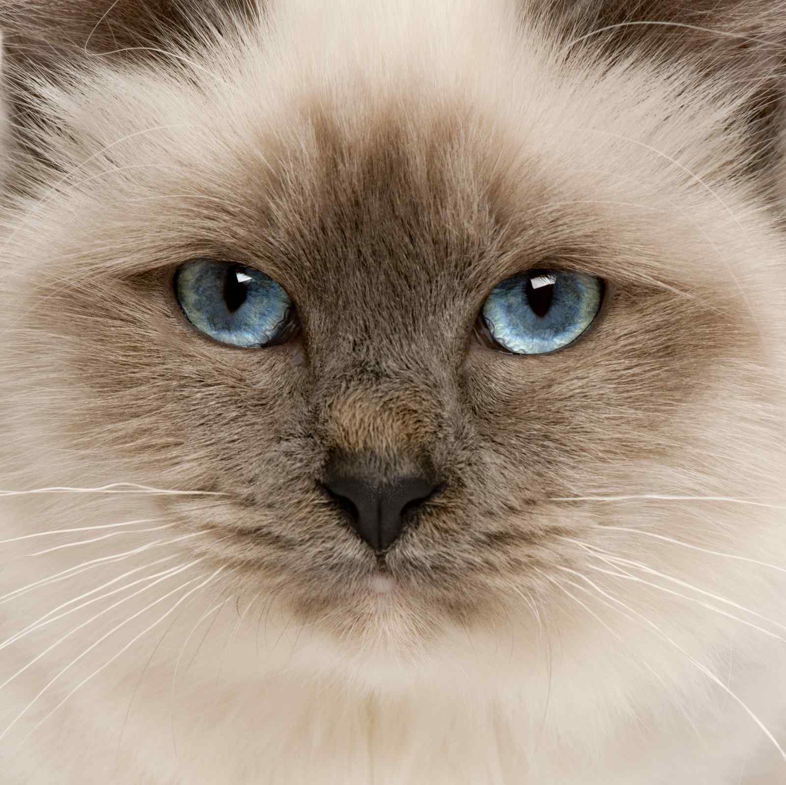Striking Blue-Eyed Cat Face Wall Art Wall Art