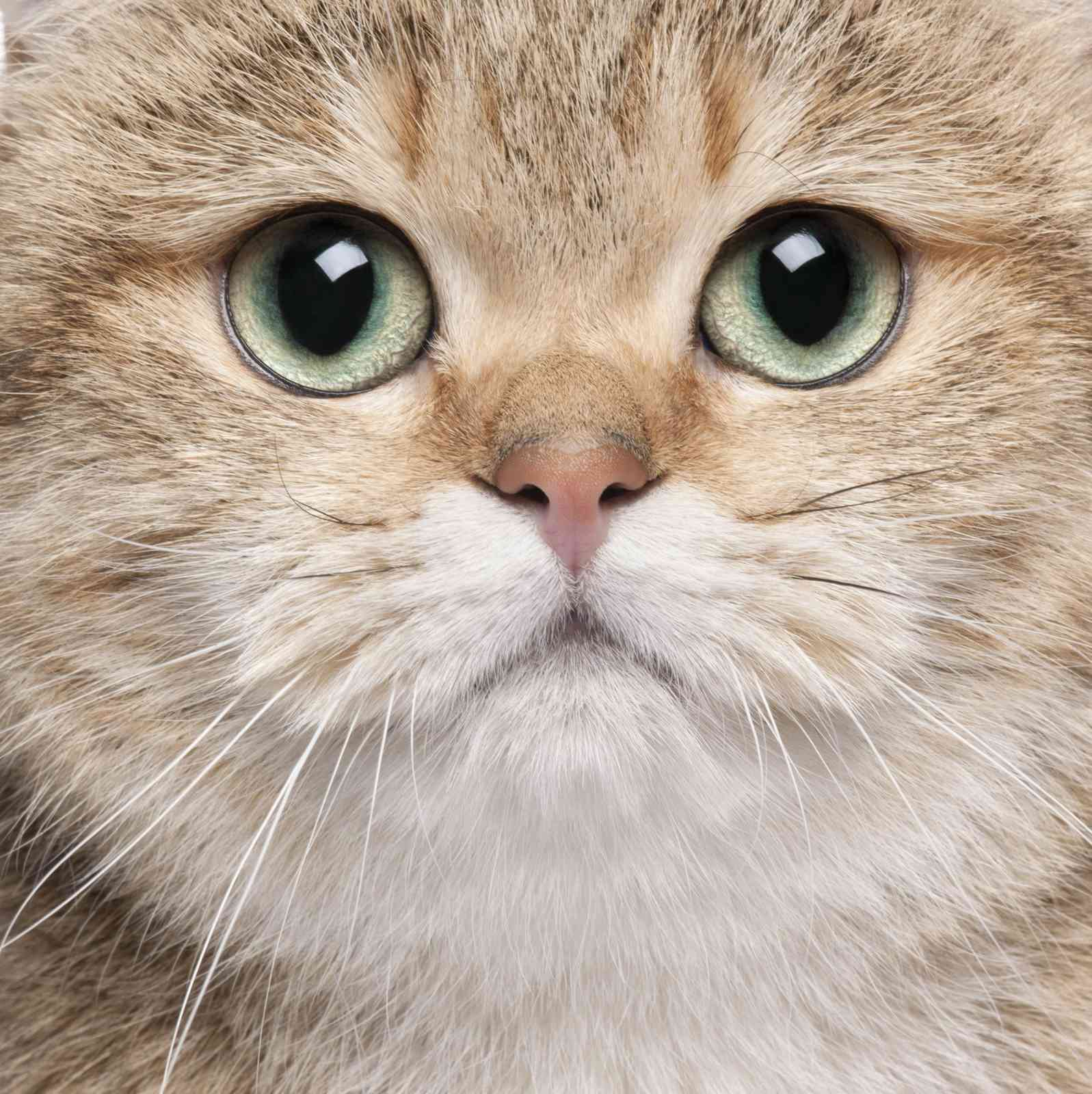Captivating Green-Eyed Feline Wall Art