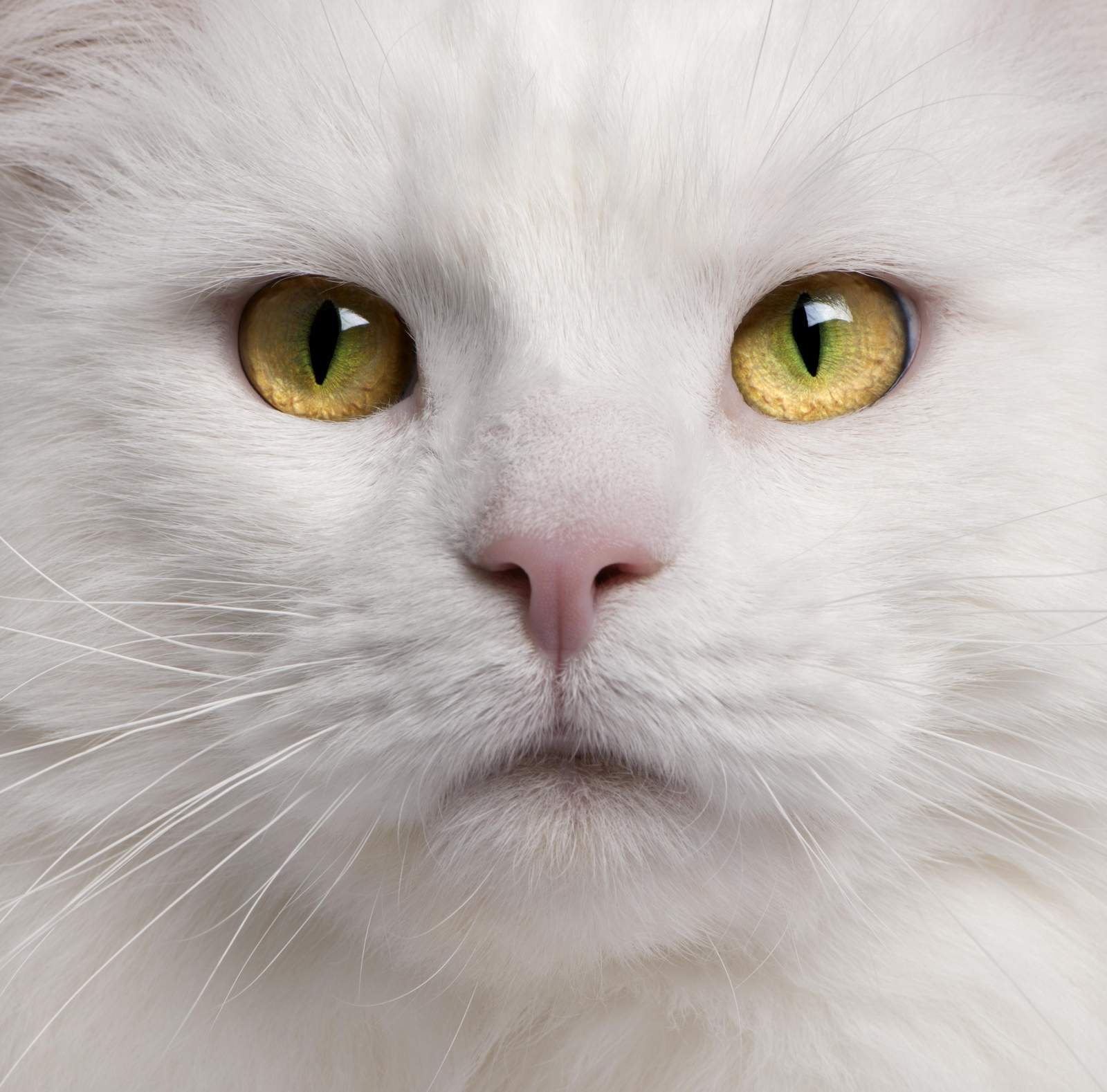 Majestic White Cat Eyes Wall Art