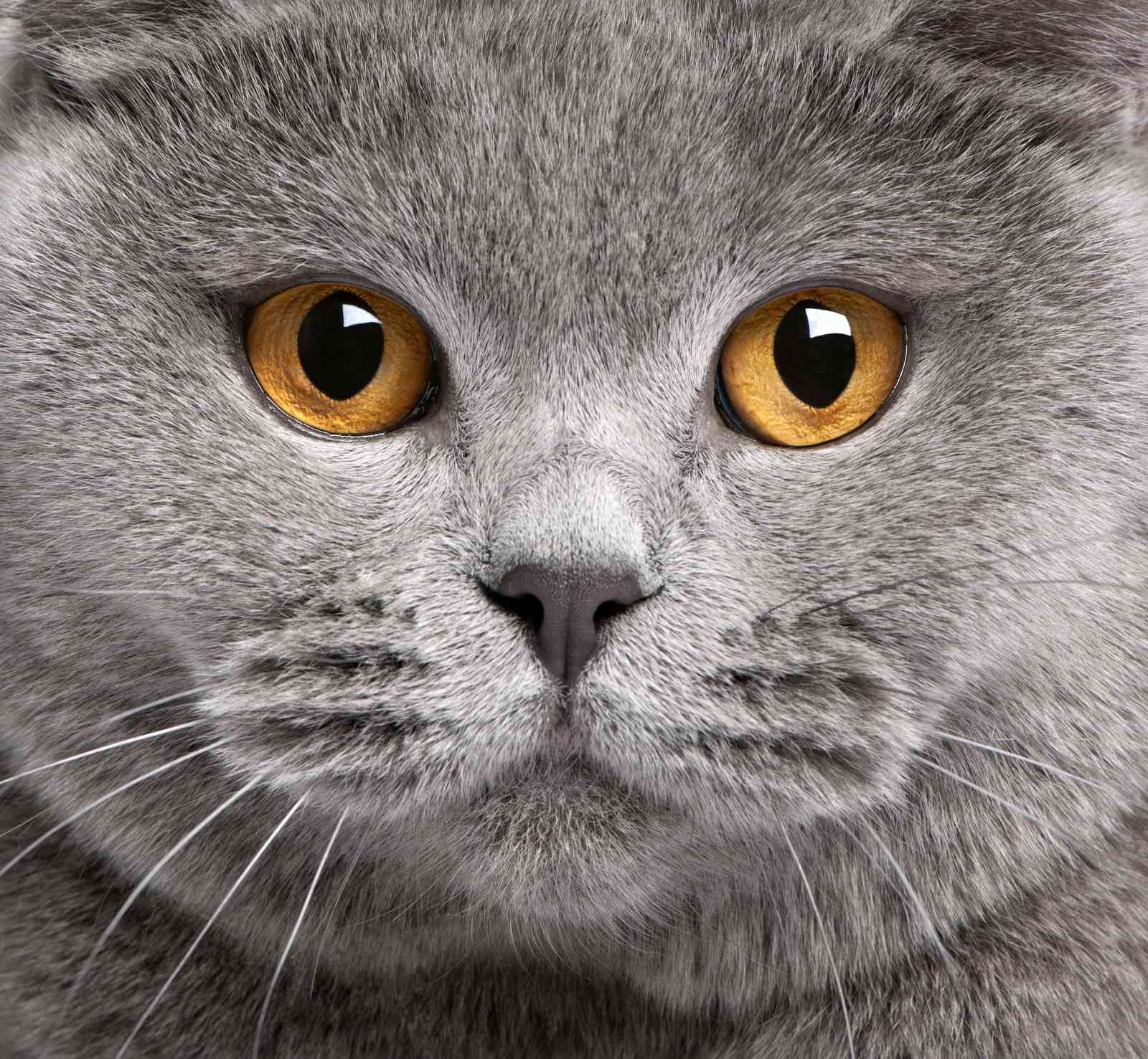 Majestic British Shorthair Cat Eyes Wall Art