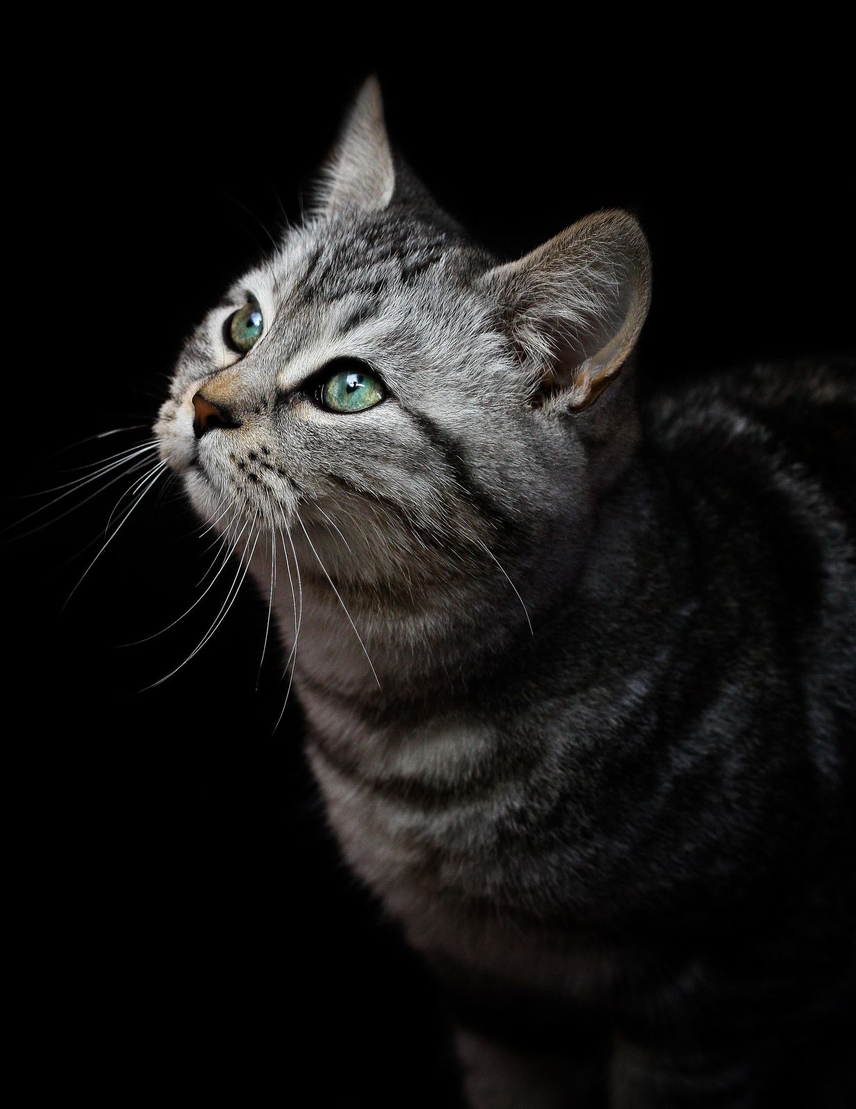Emerald Eyes Silver Tabby Cat Wall Art