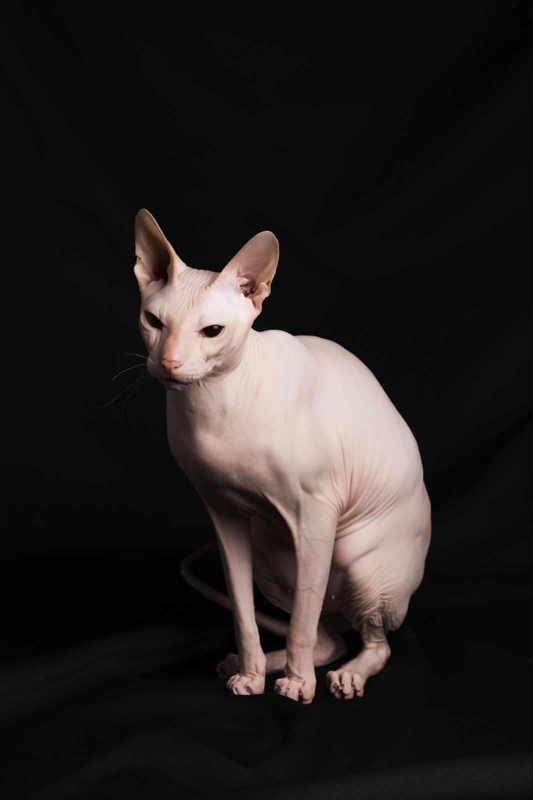 Elegant Sphynx Cat Portrait Wall Art