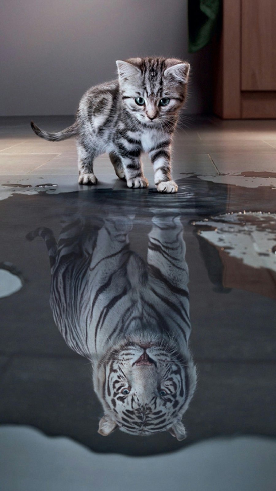 Kitten's Tiger Reflection Wall Art