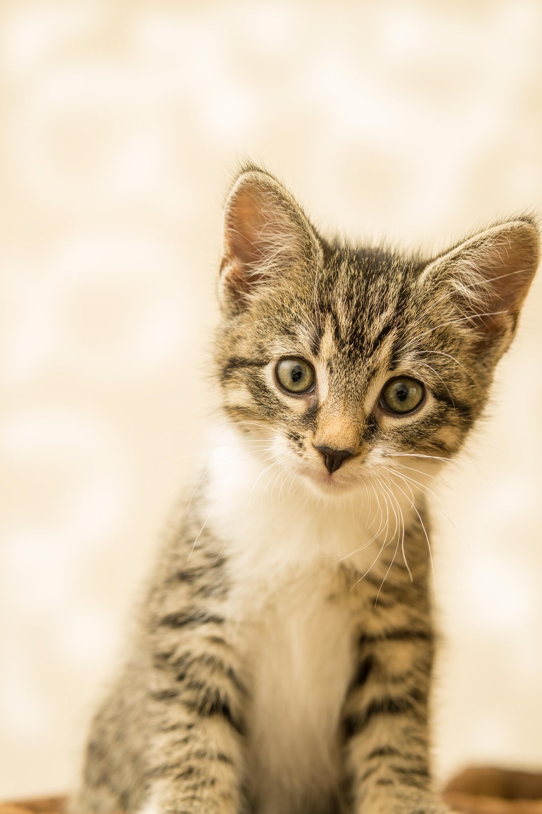 Adorable Kitten Portrait Wall Art - Pet Art