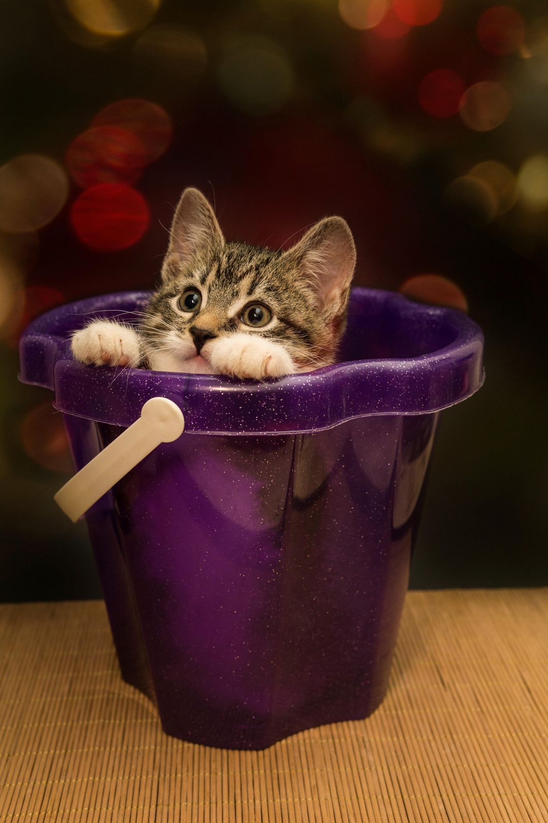 Adorable Kitten in Bucket Wall Art