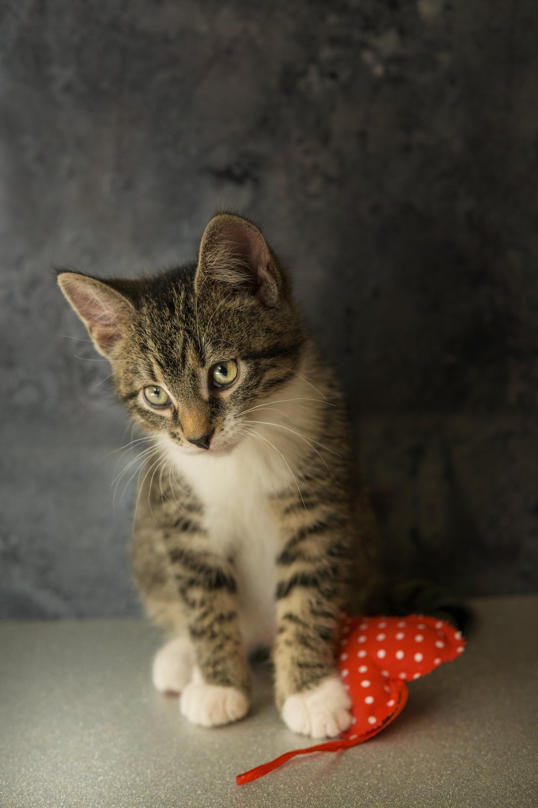 Adorable Kitten with Heart Wall Art