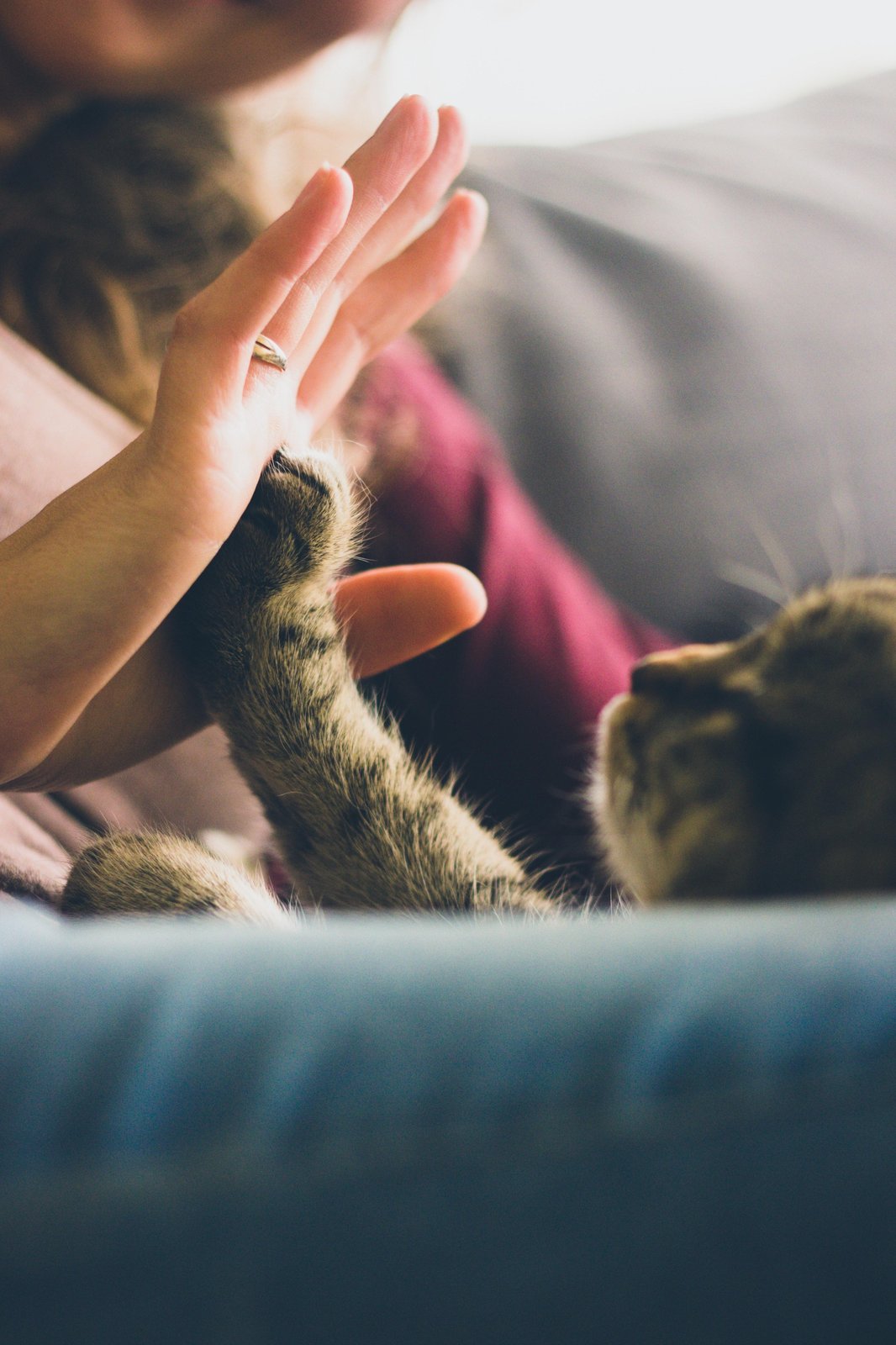 Gentle Paw High Five Cat Wall Art