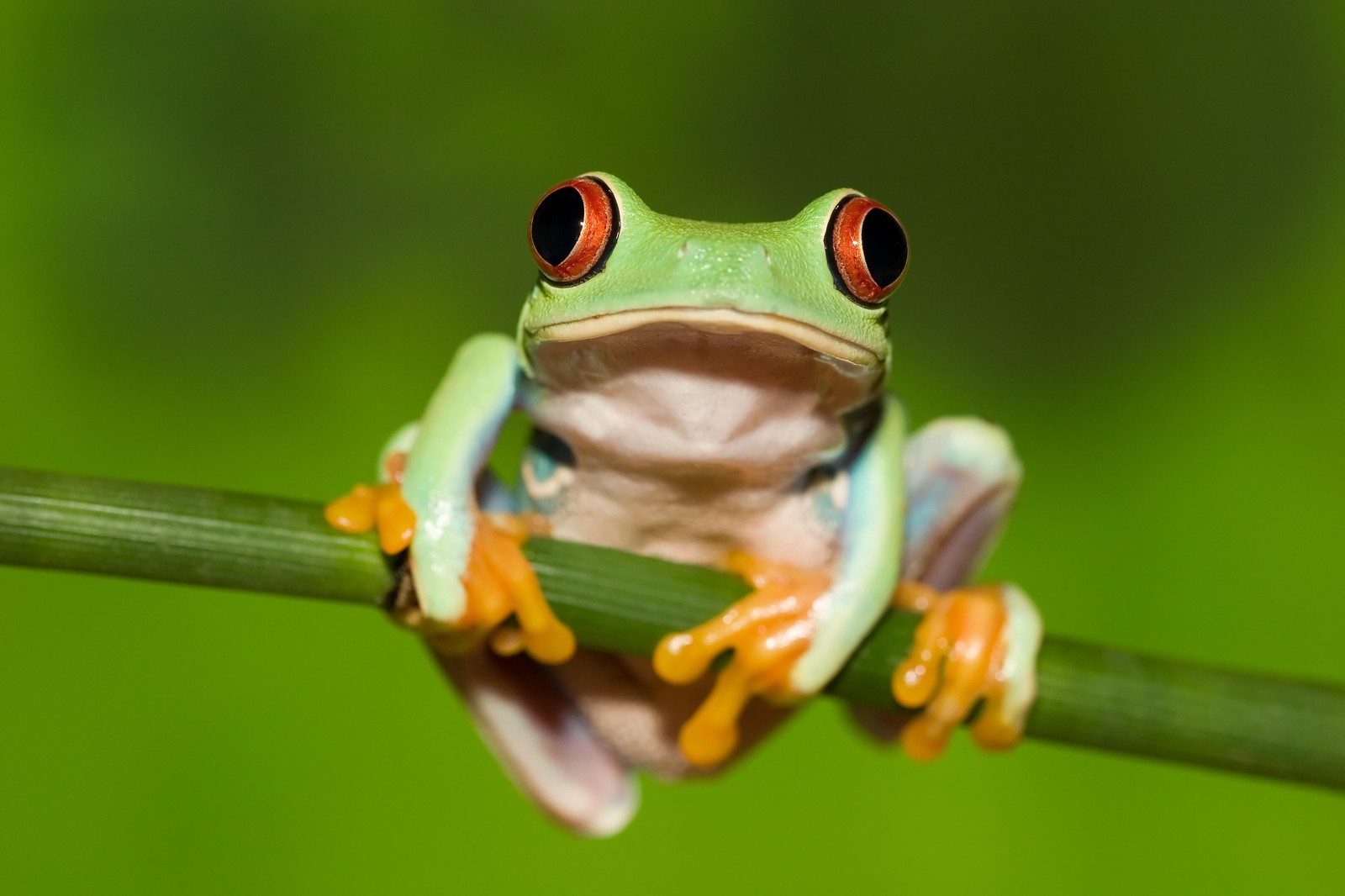 Vibrant Red-Eyed Tree Frog Nature Wall Art