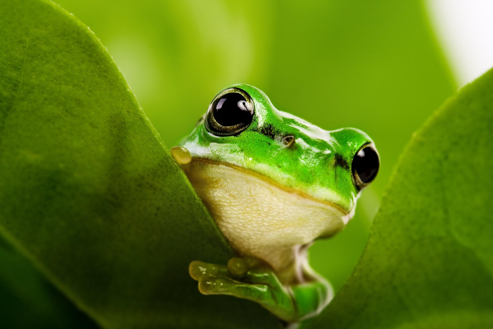 Vibrant Green Frog Peek Wall Art