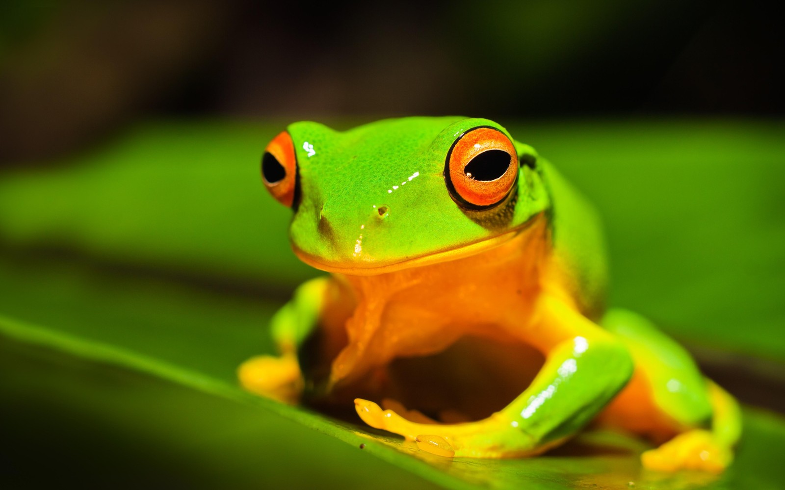 Vibrant Tree Frog Nature Art Wall Art