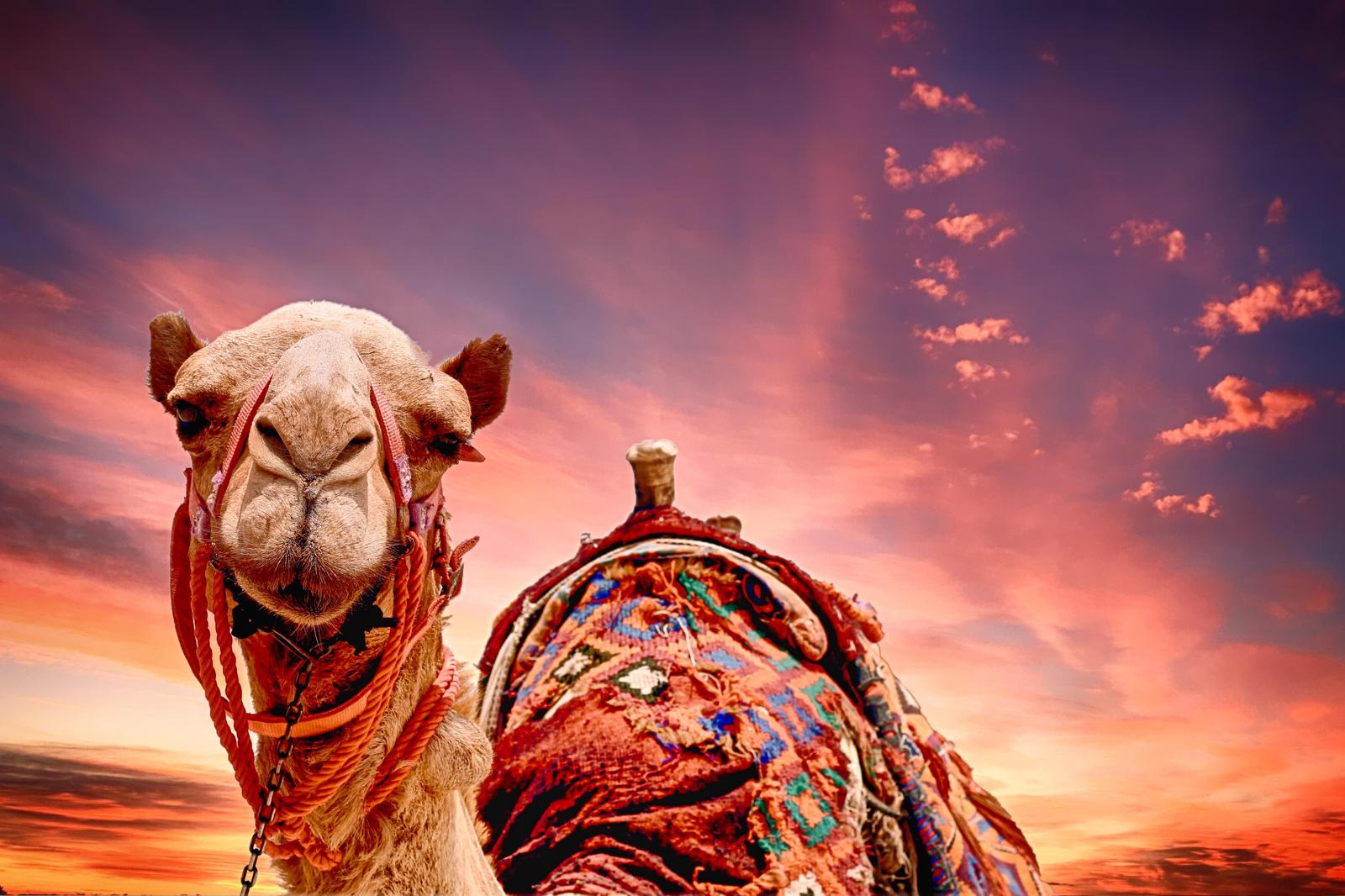 Majestic Camel Desert Sunset Wall Art
