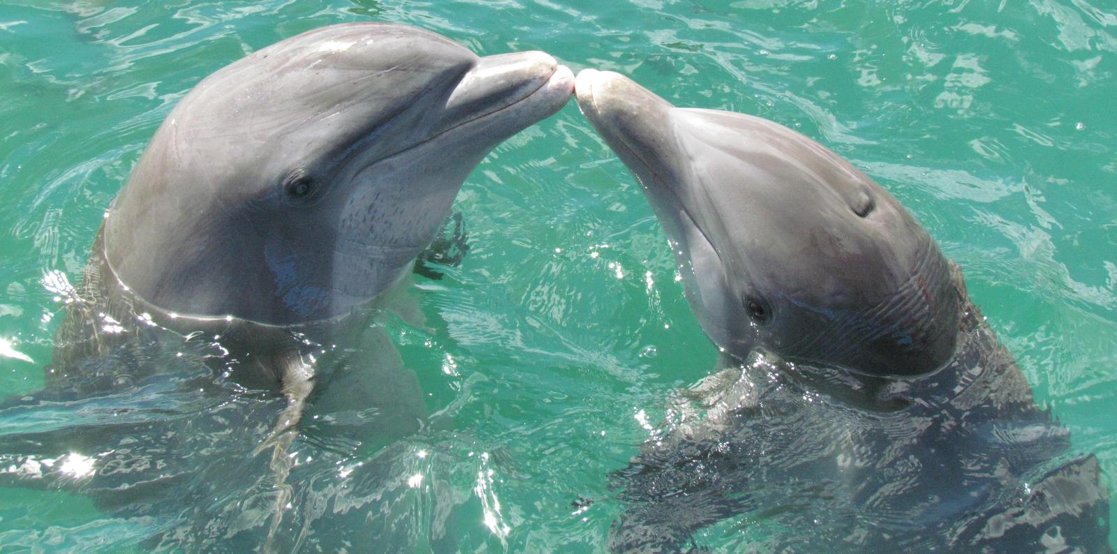 Dolphin Kiss Turquoise Ocean Wall Art