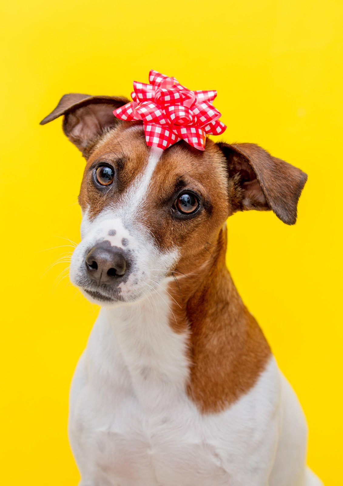 Adorable Jack Russell Dog with Red Bow Wall Art