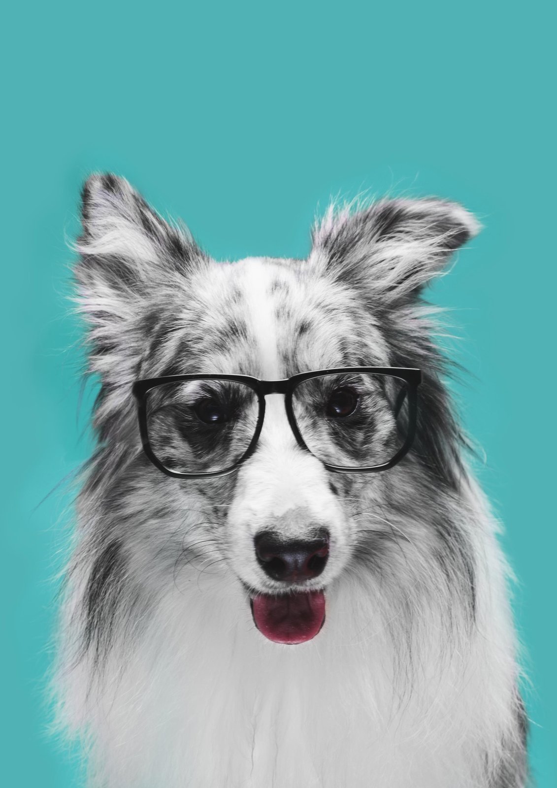 Wise Woof Portrait Wall Art
