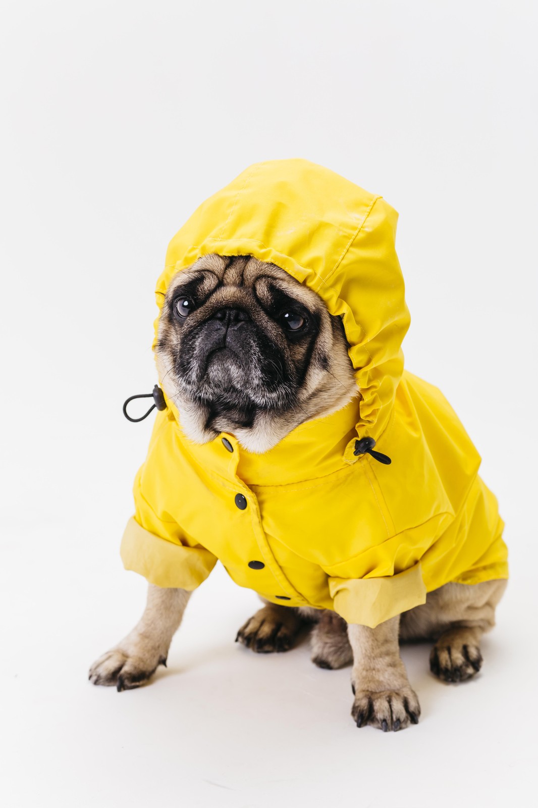 Adorable Pug in Yellow Raincoat Wall Art