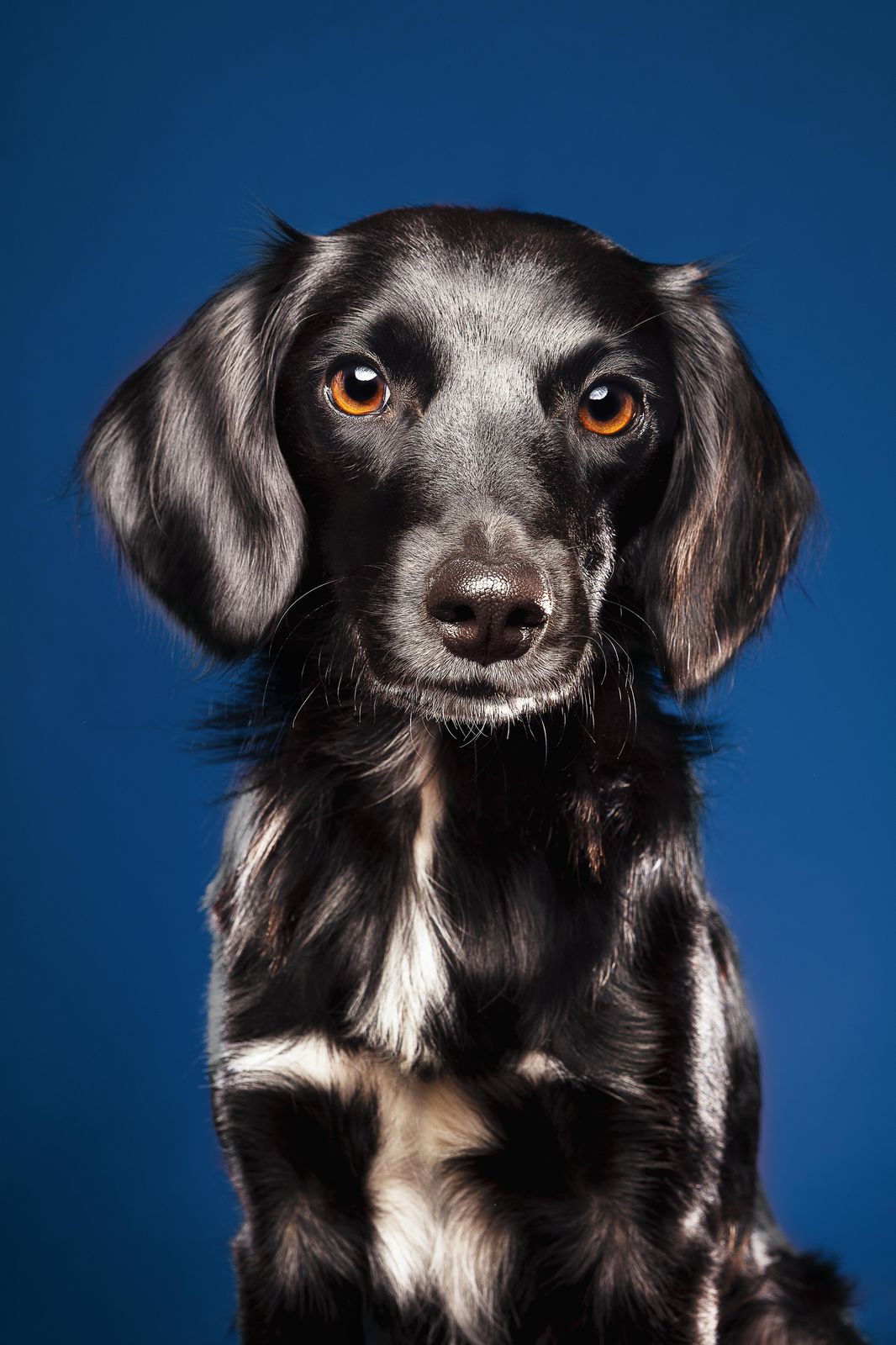 Stunning Black Dog Portrait Wall Art