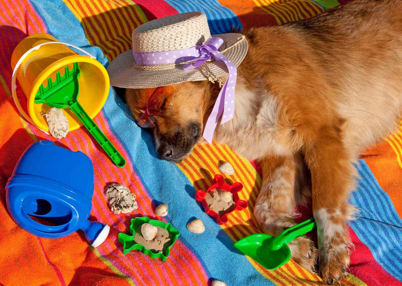Relaxing Beach Dog Fun Wall Art