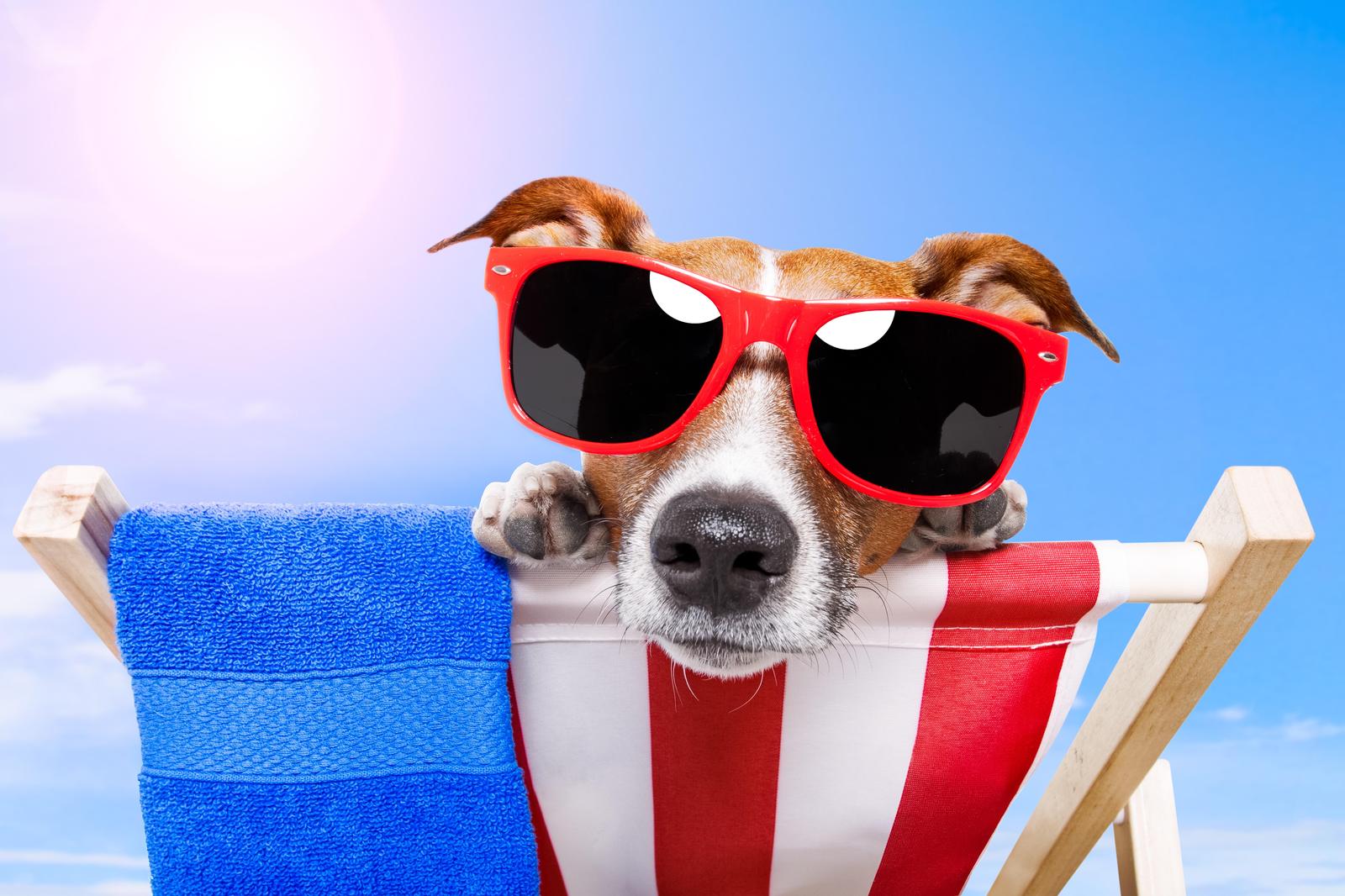 Cool Dog in Sunglasses Beach Vibes Wall Art