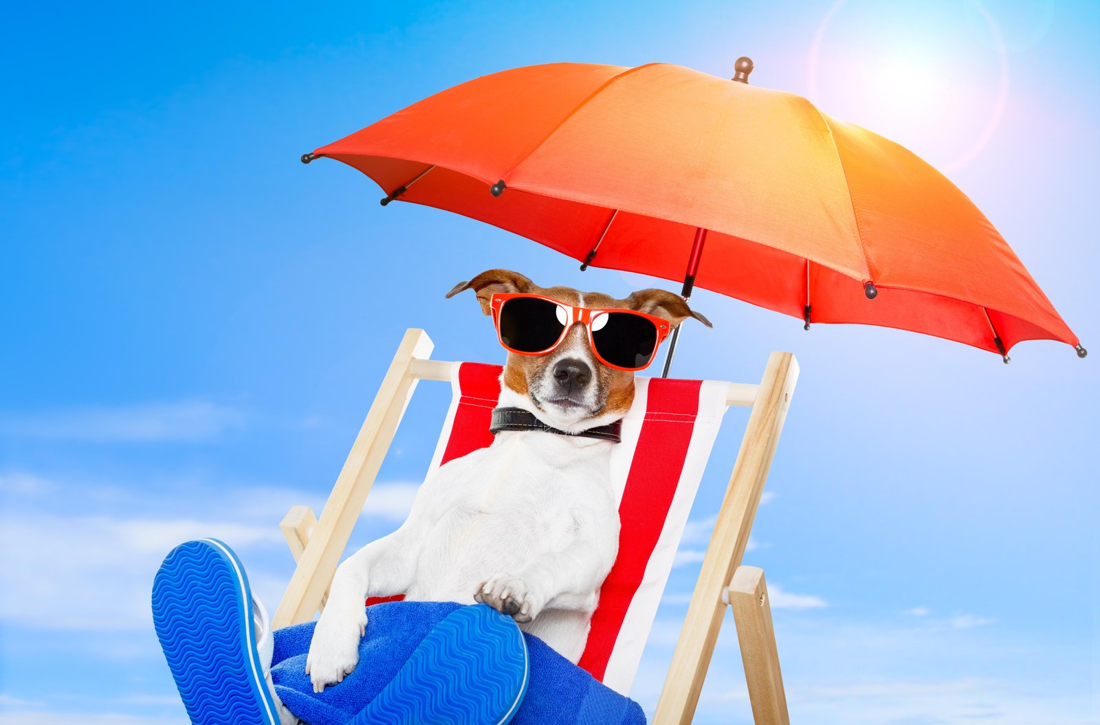 Cool Dog Relaxing Beach Vibes Wall Art