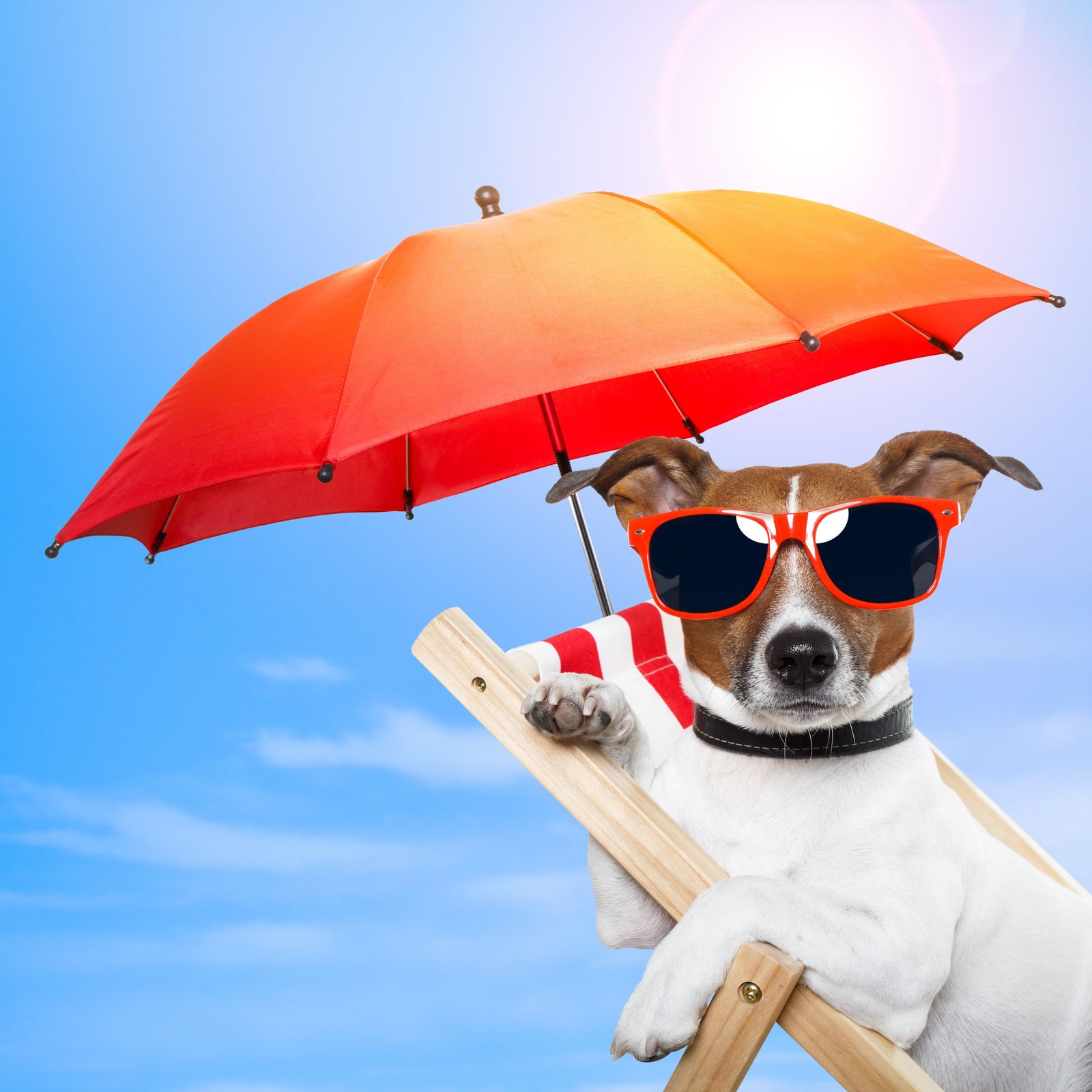 Cool Dog Beach Vibes Wall Art